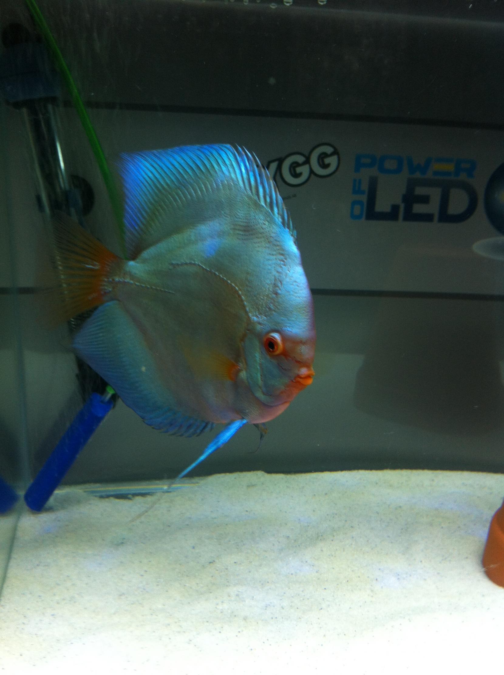Discus (15).jpg