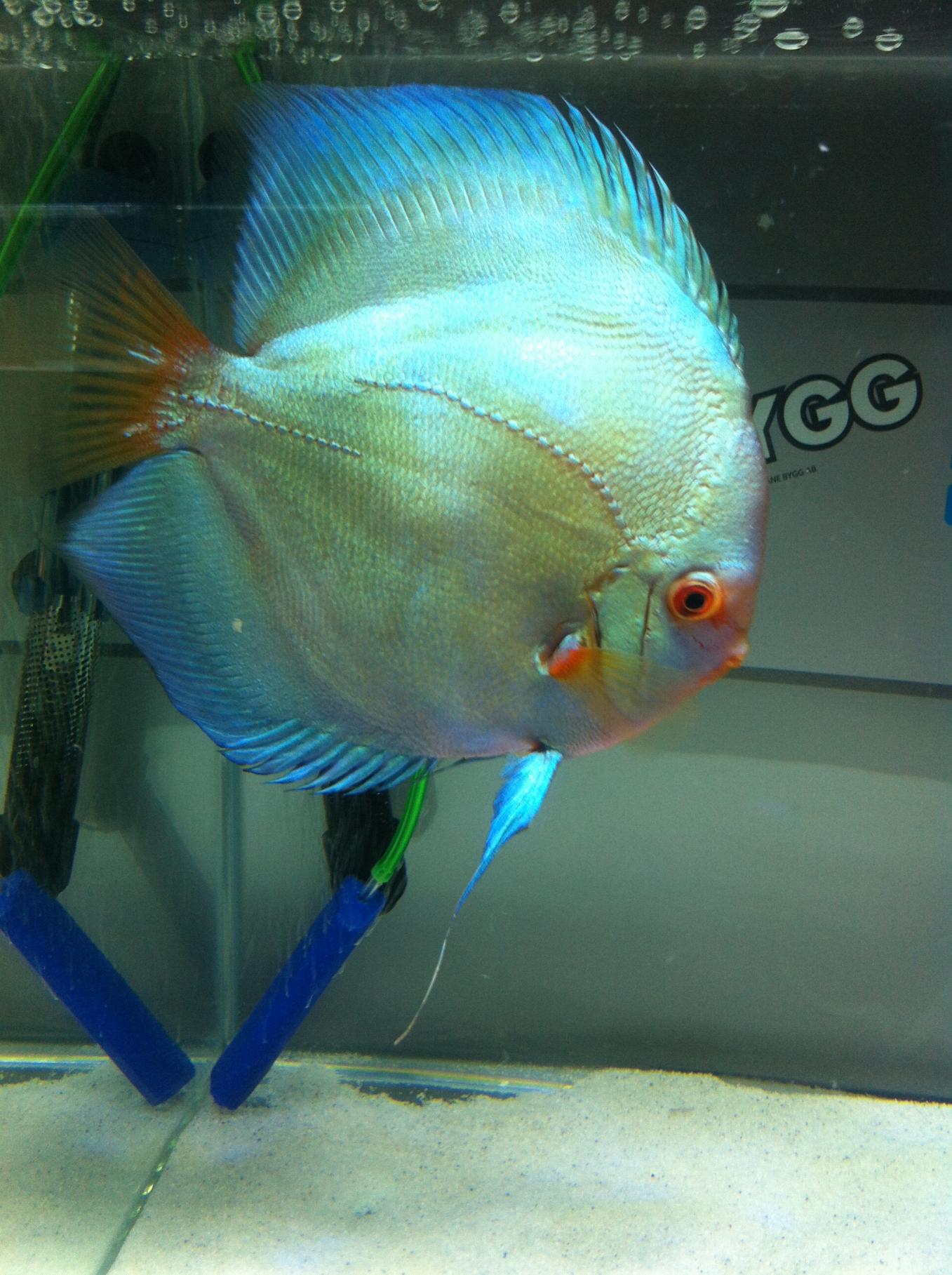 Discus (17).jpg