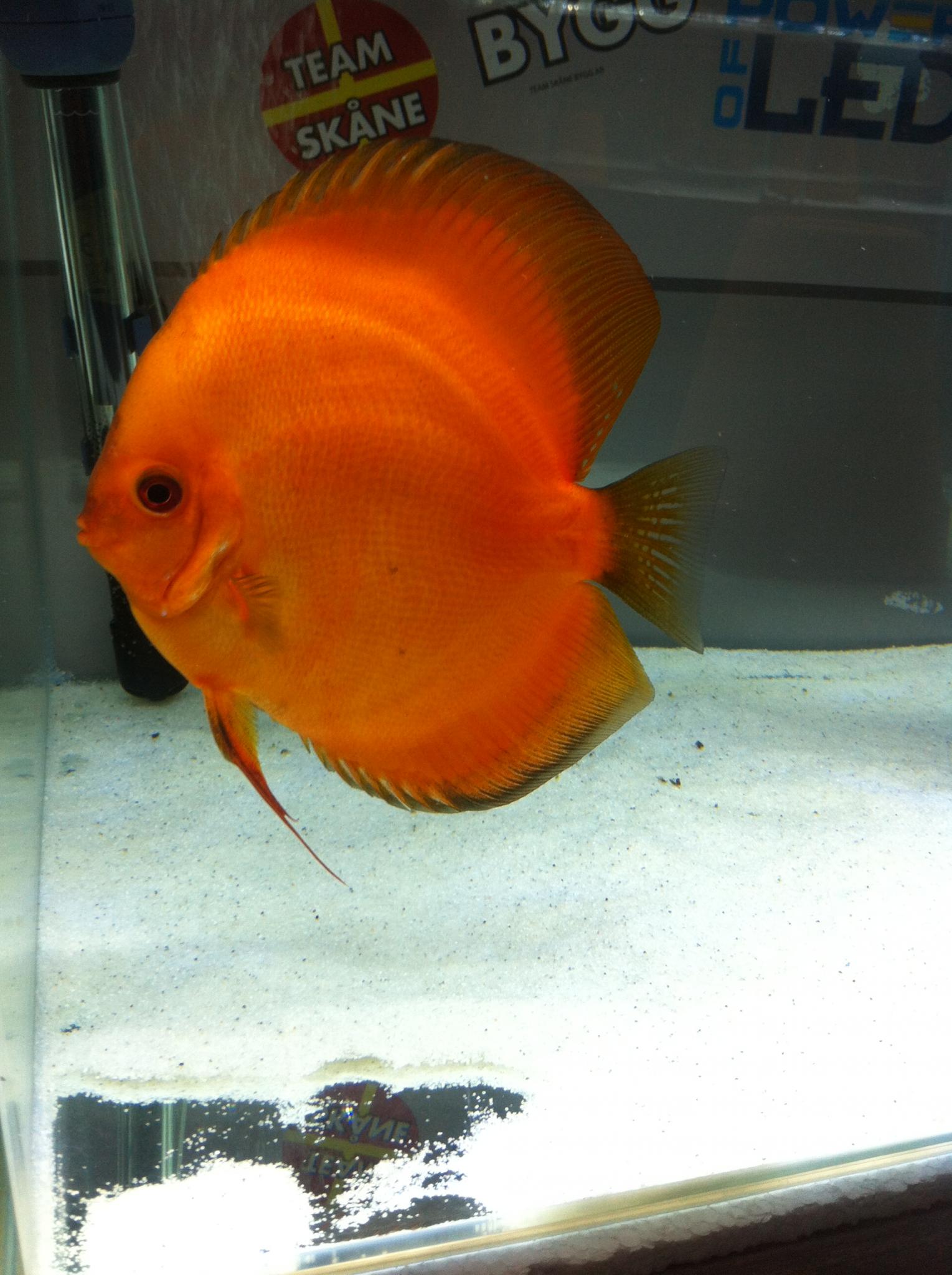 Discus (8).jpg