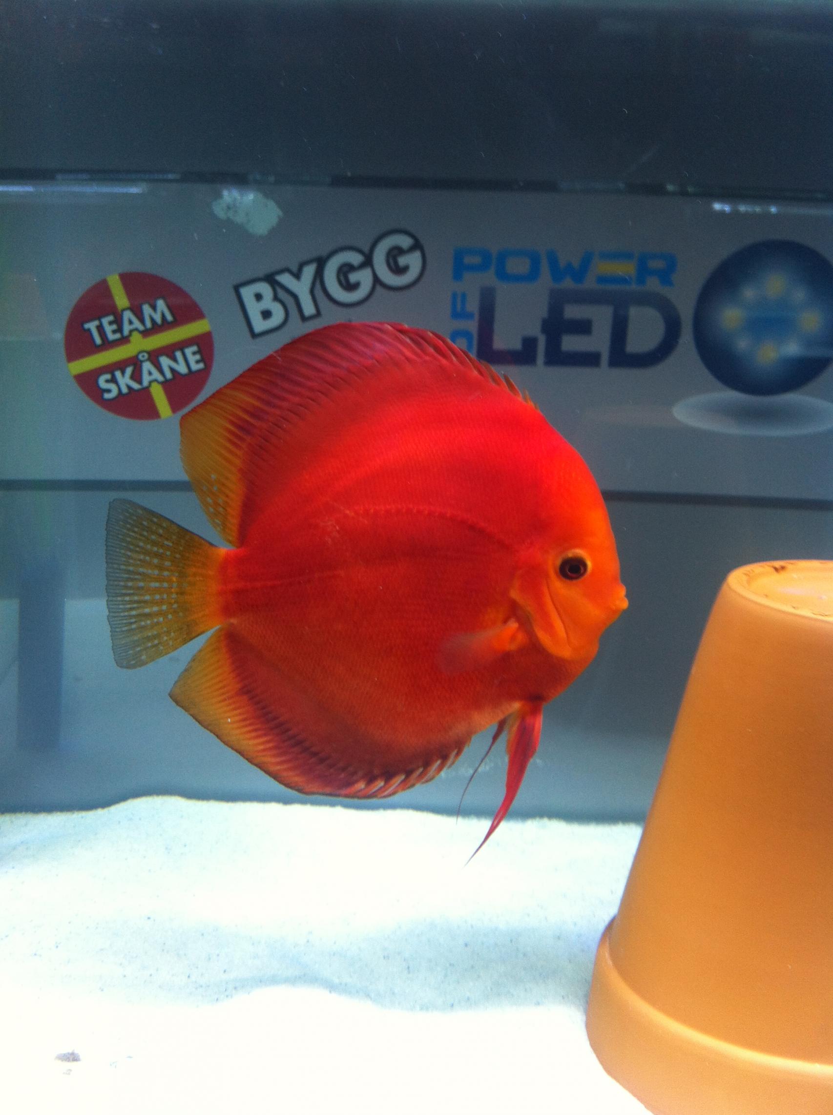 Discus (20).jpg