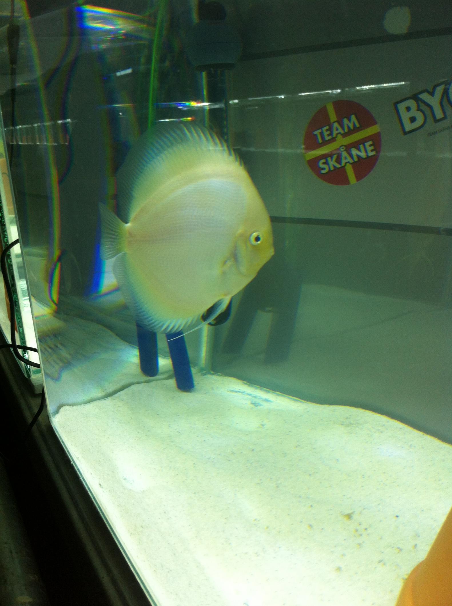 Discus (23).jpg