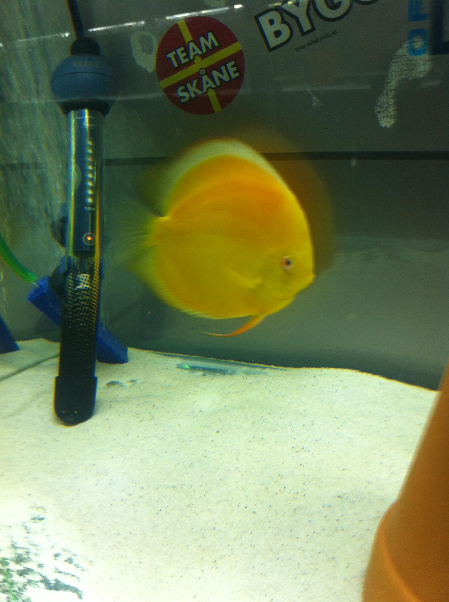 Discus (25).jpg