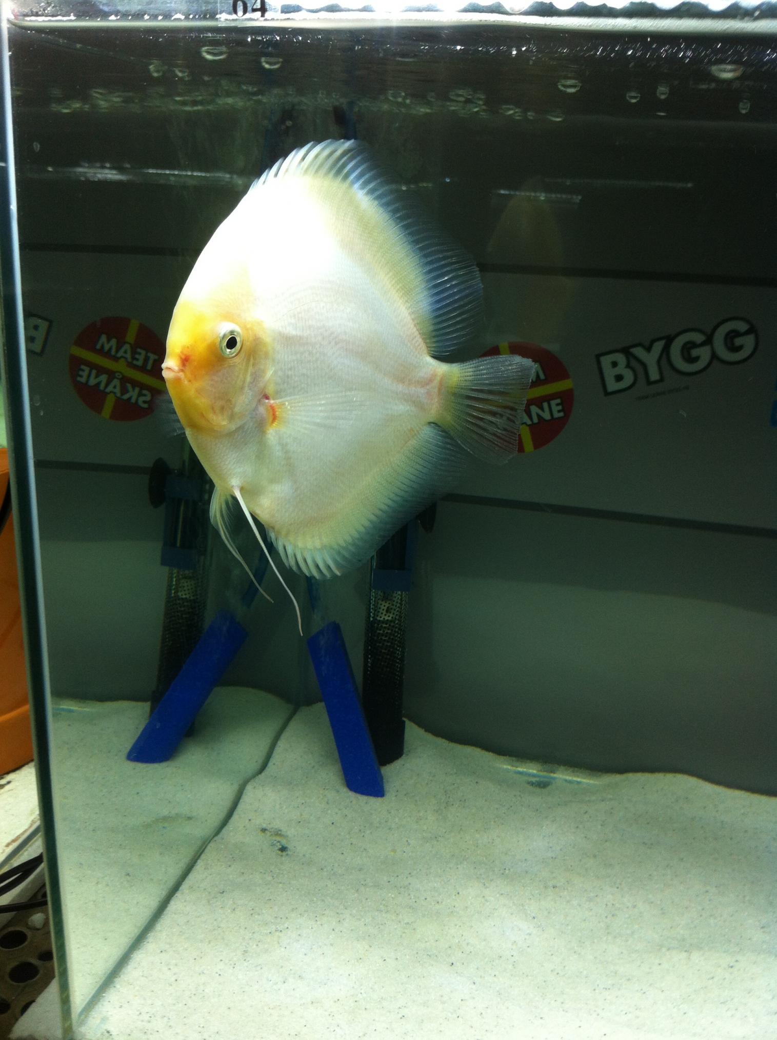 Discus (30).jpg