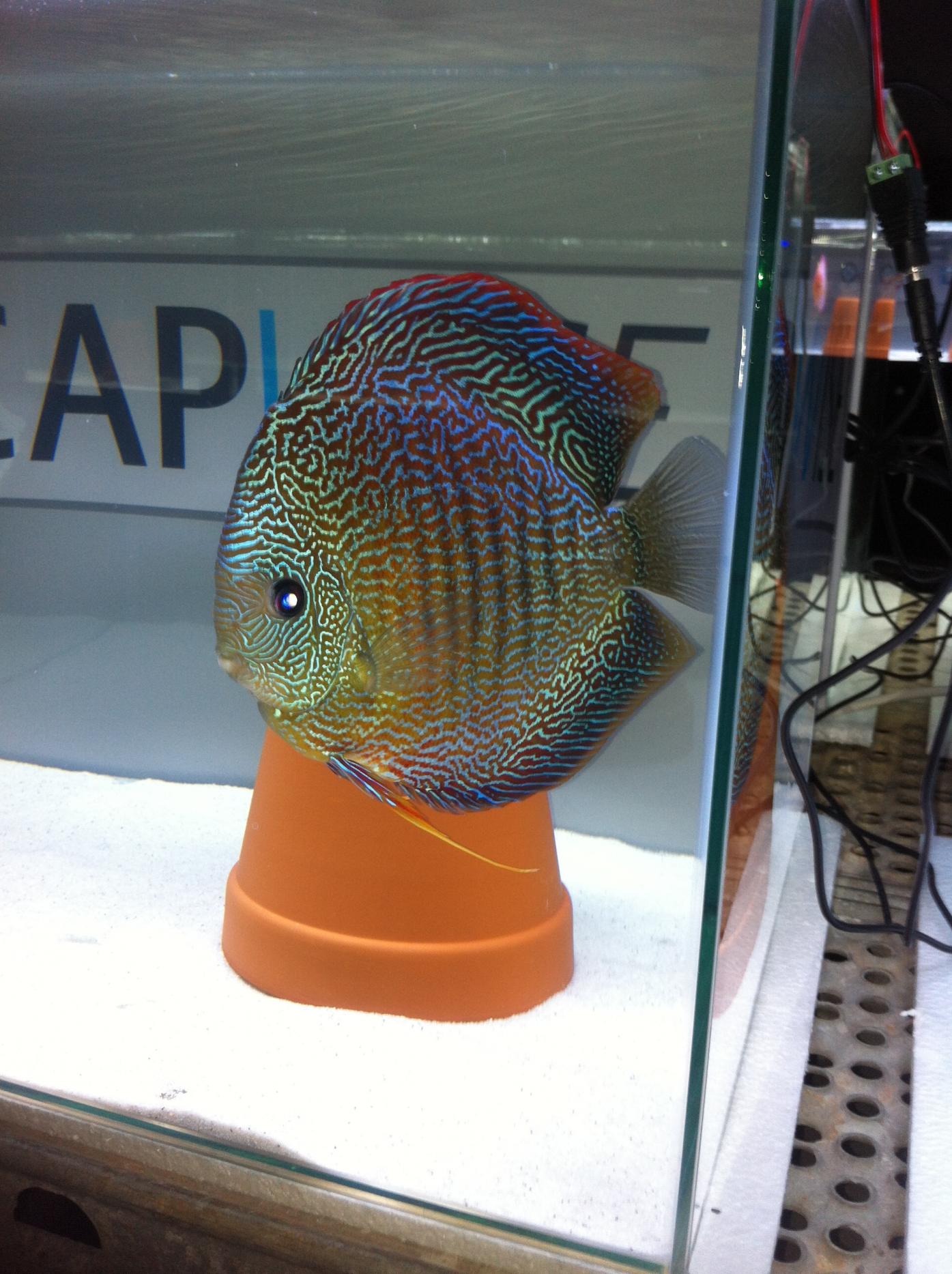 Discus (41).jpg