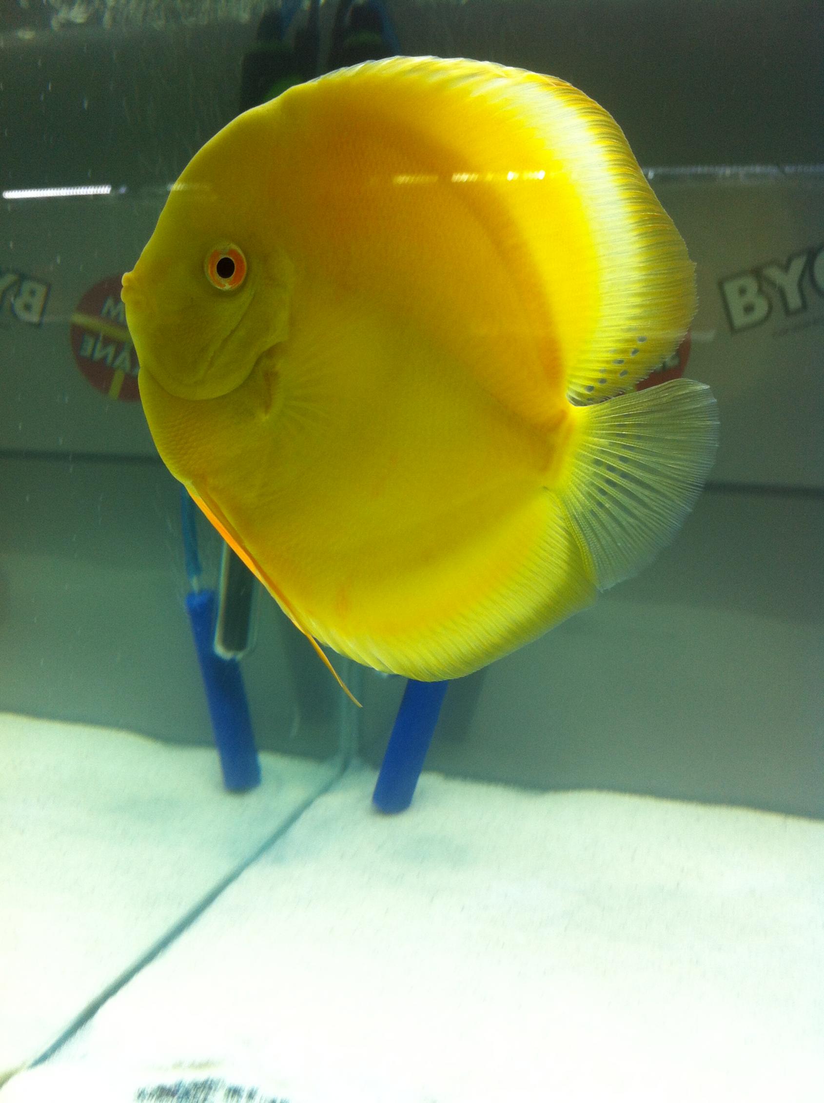 Discus (36).jpg