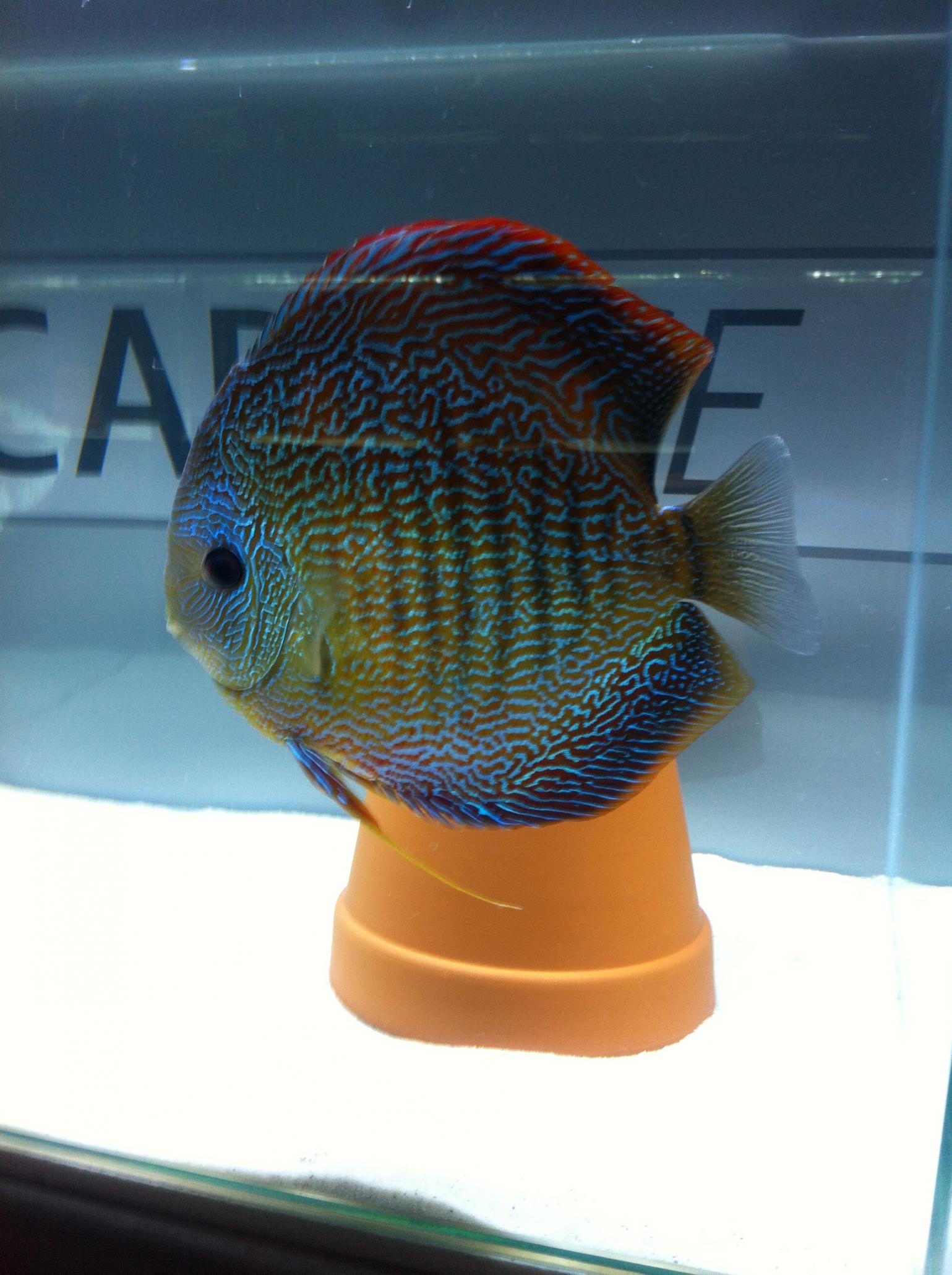 Discus (40).jpg