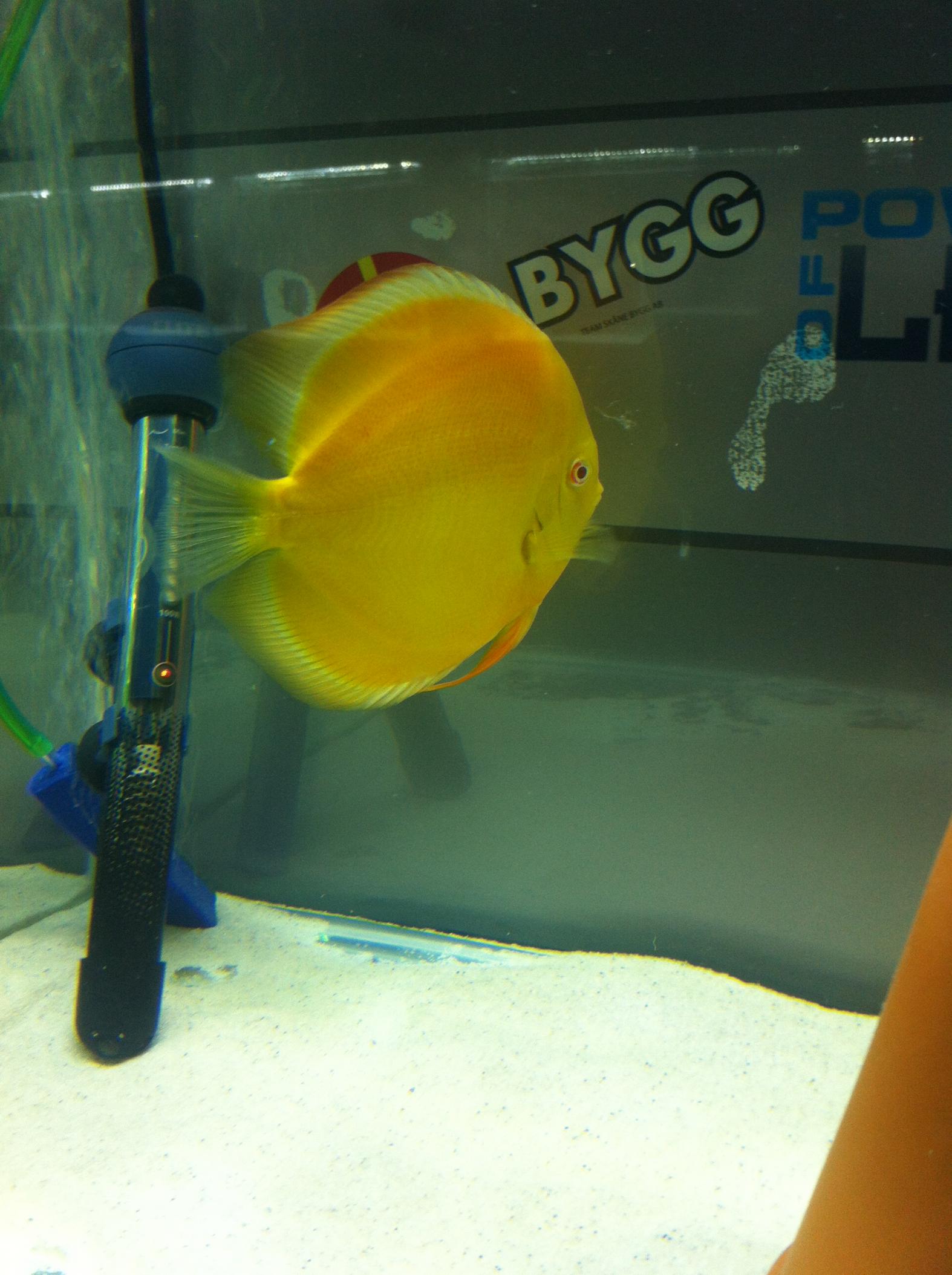 Discus (27).jpg
