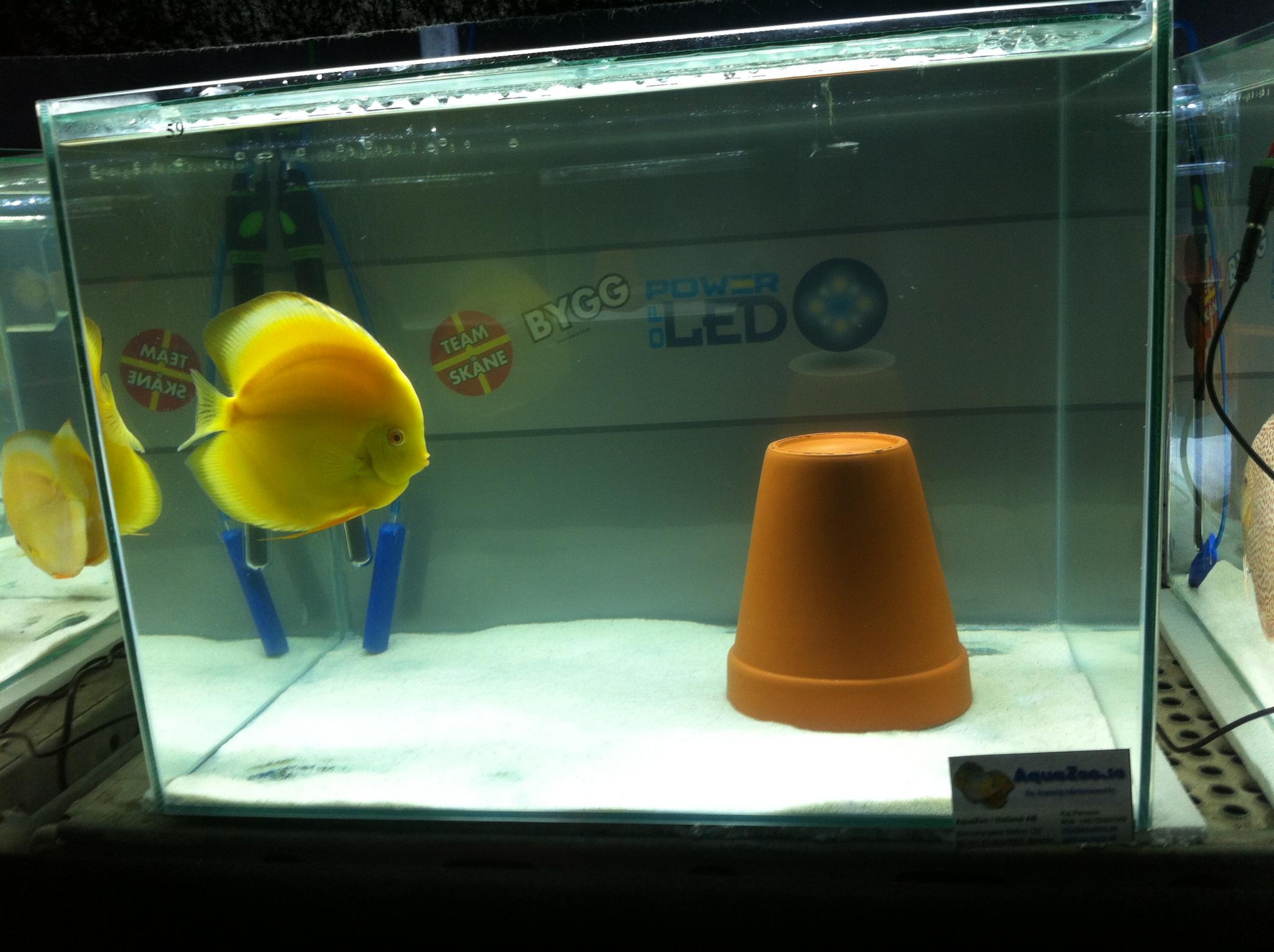 Discus (35).jpg