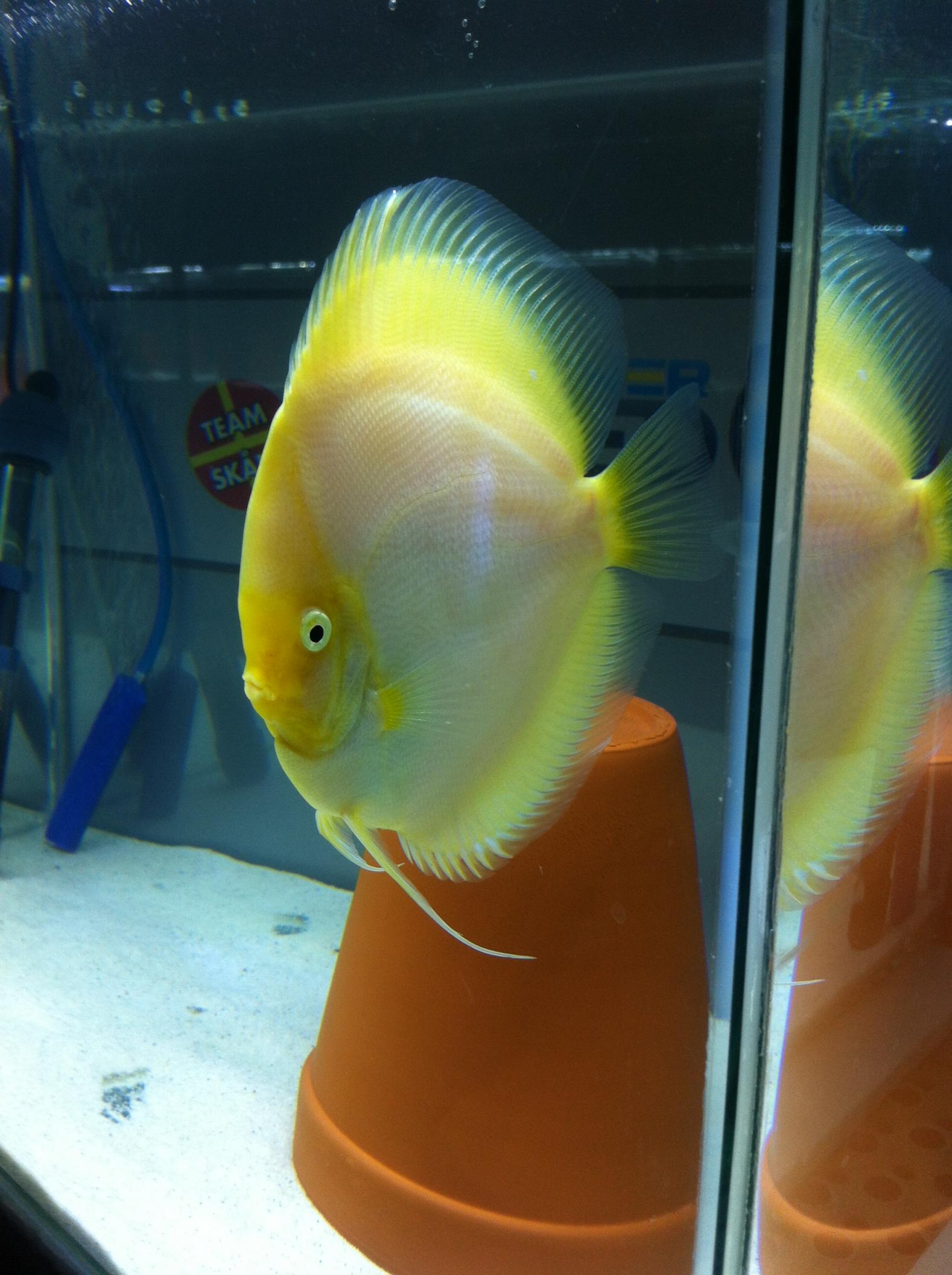 Discus (33).jpg
