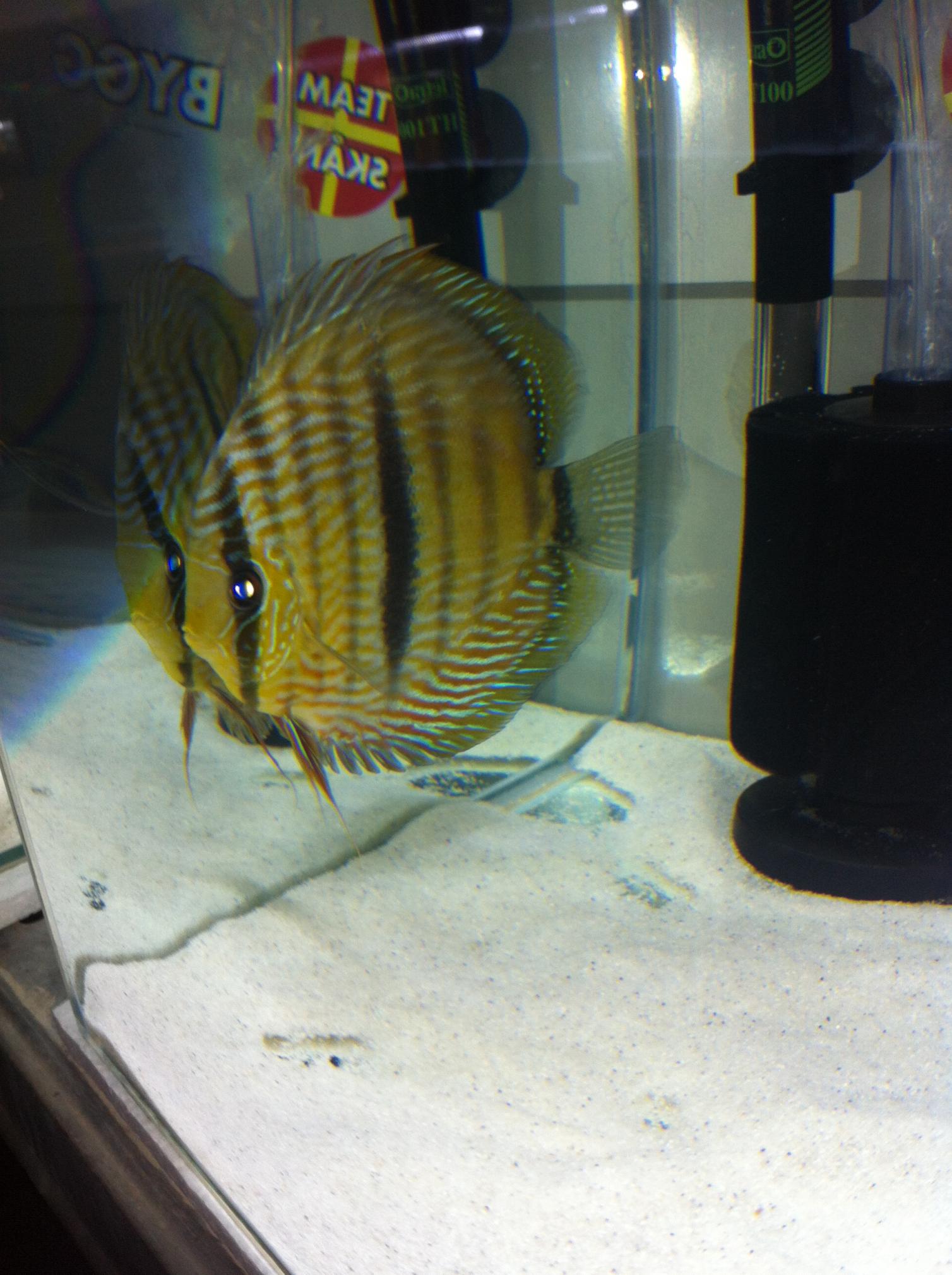 Discus (43).jpg