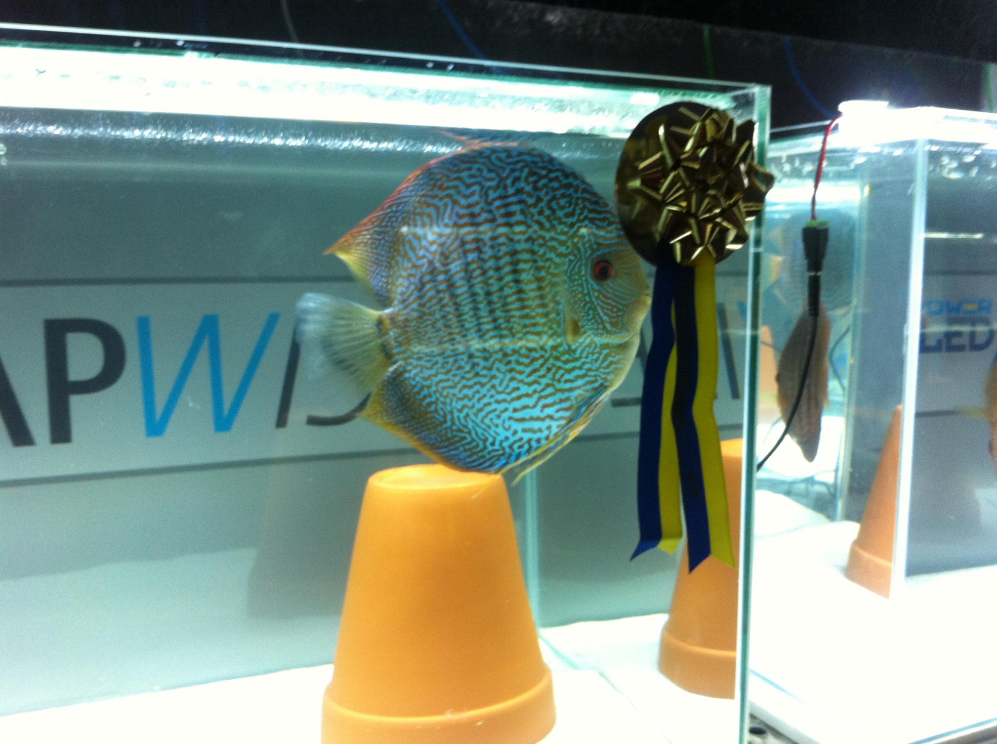 Discus (39).jpg
