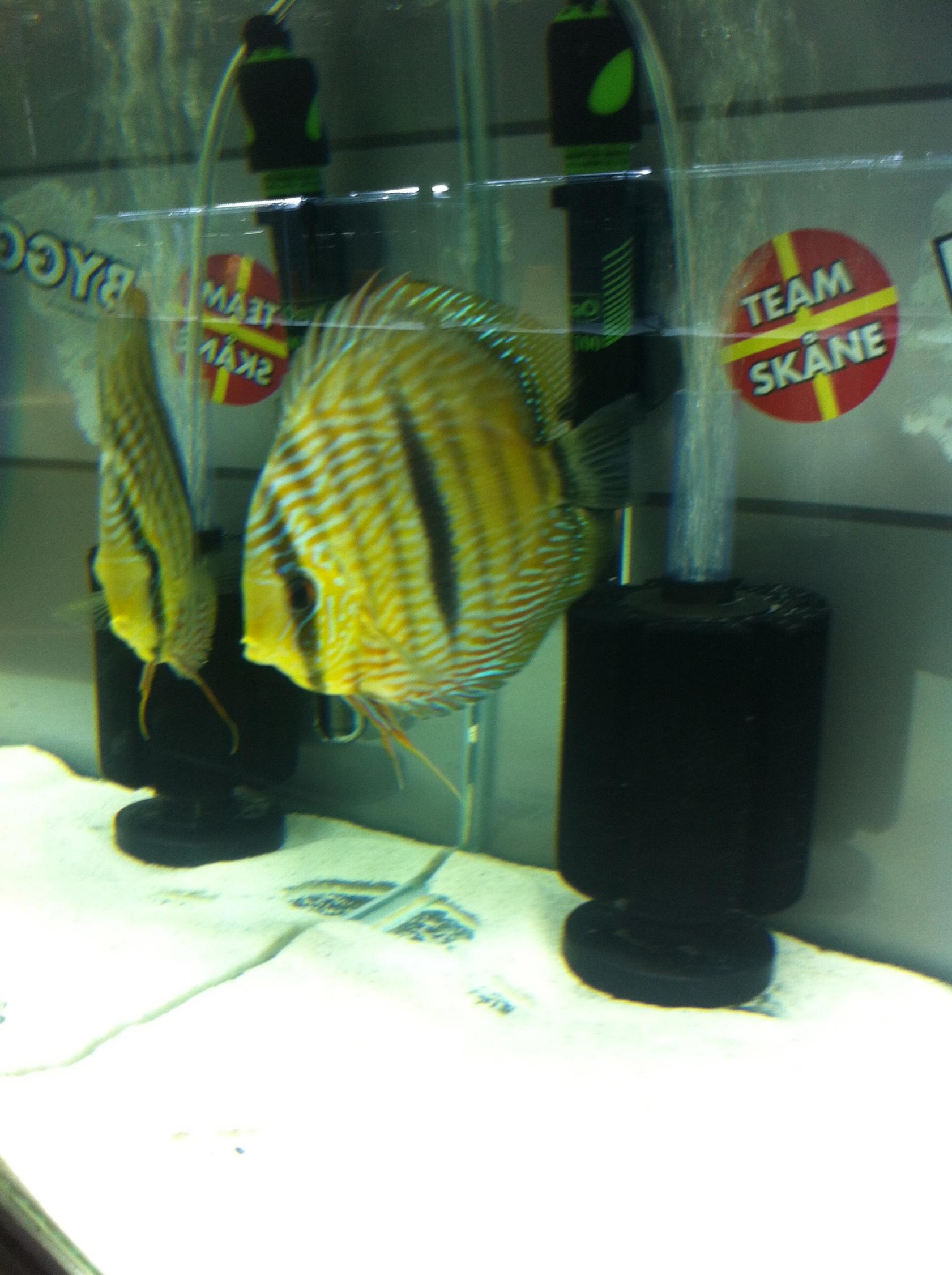Discus (44).jpg
