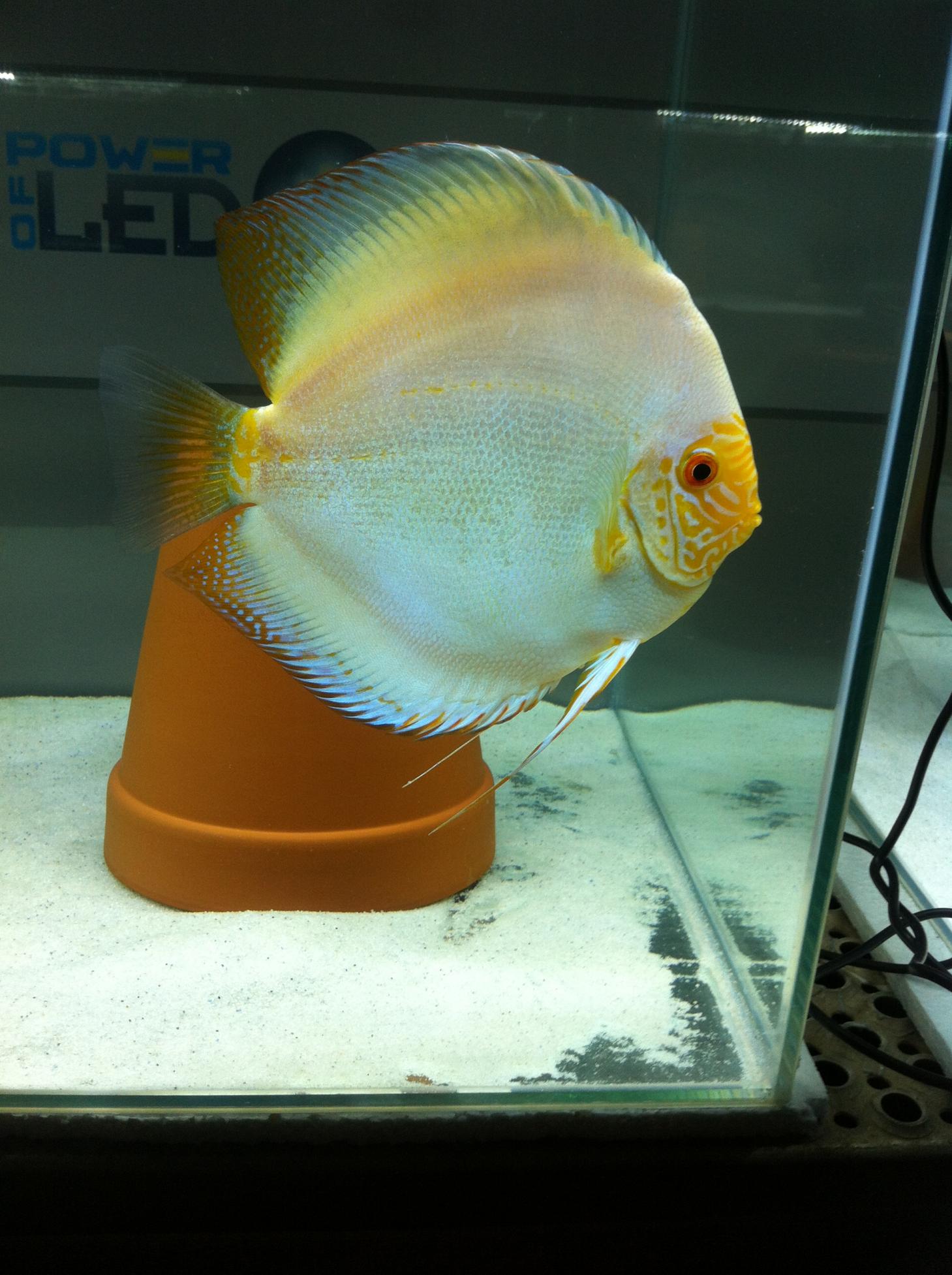 Discus (32).jpg