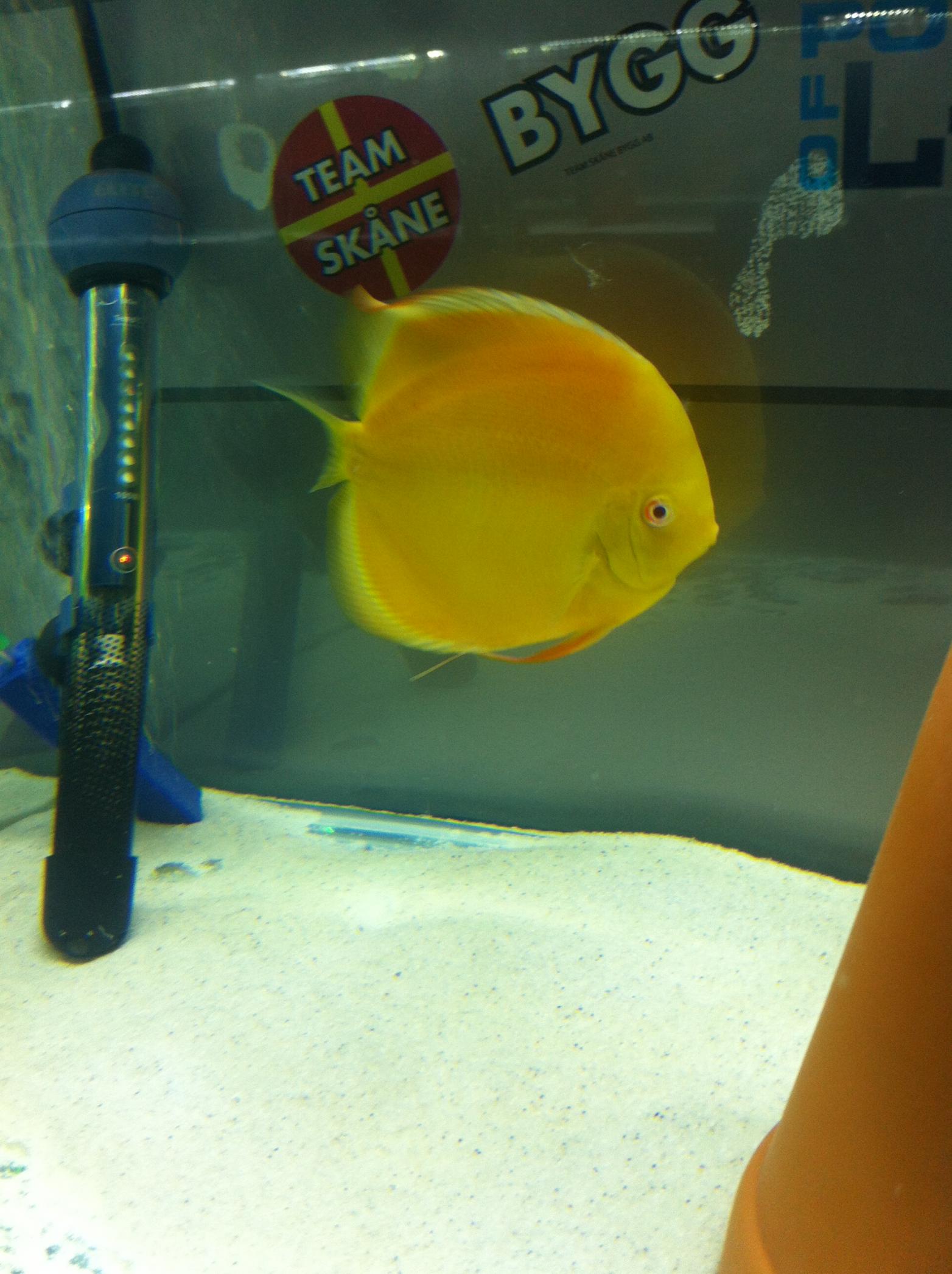 Discus (26).jpg