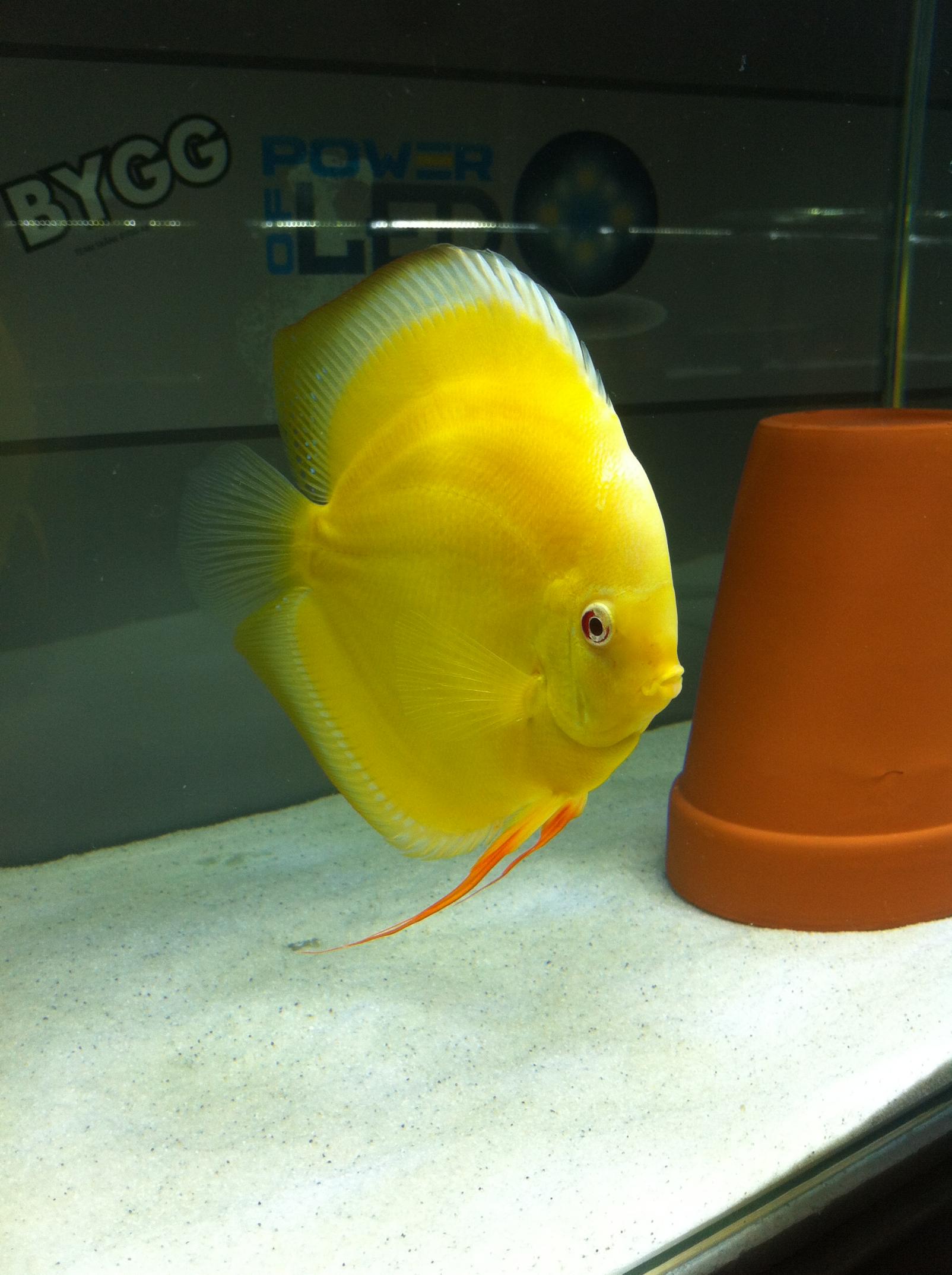 Discus (28).jpg