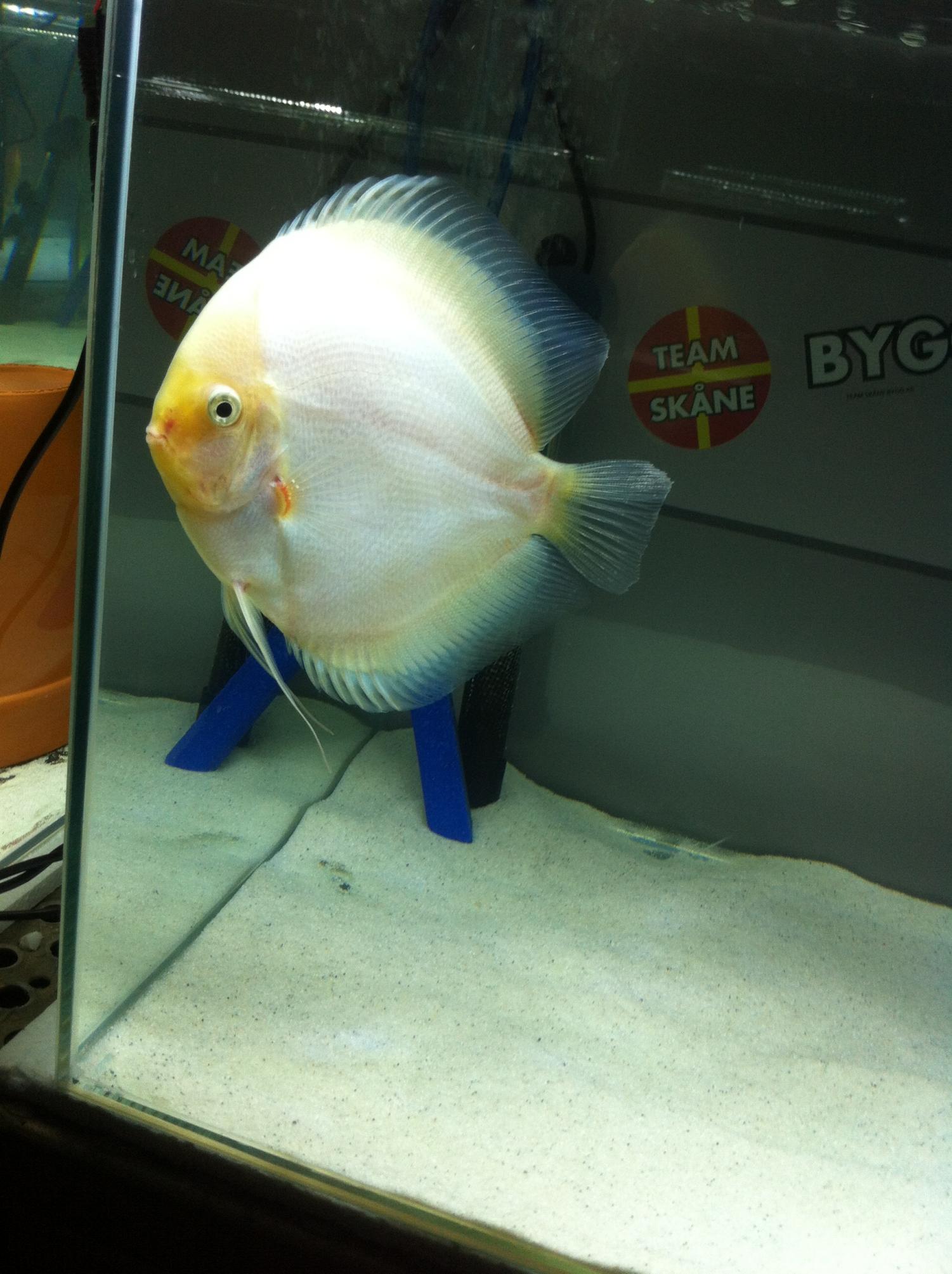 Discus (29).jpg