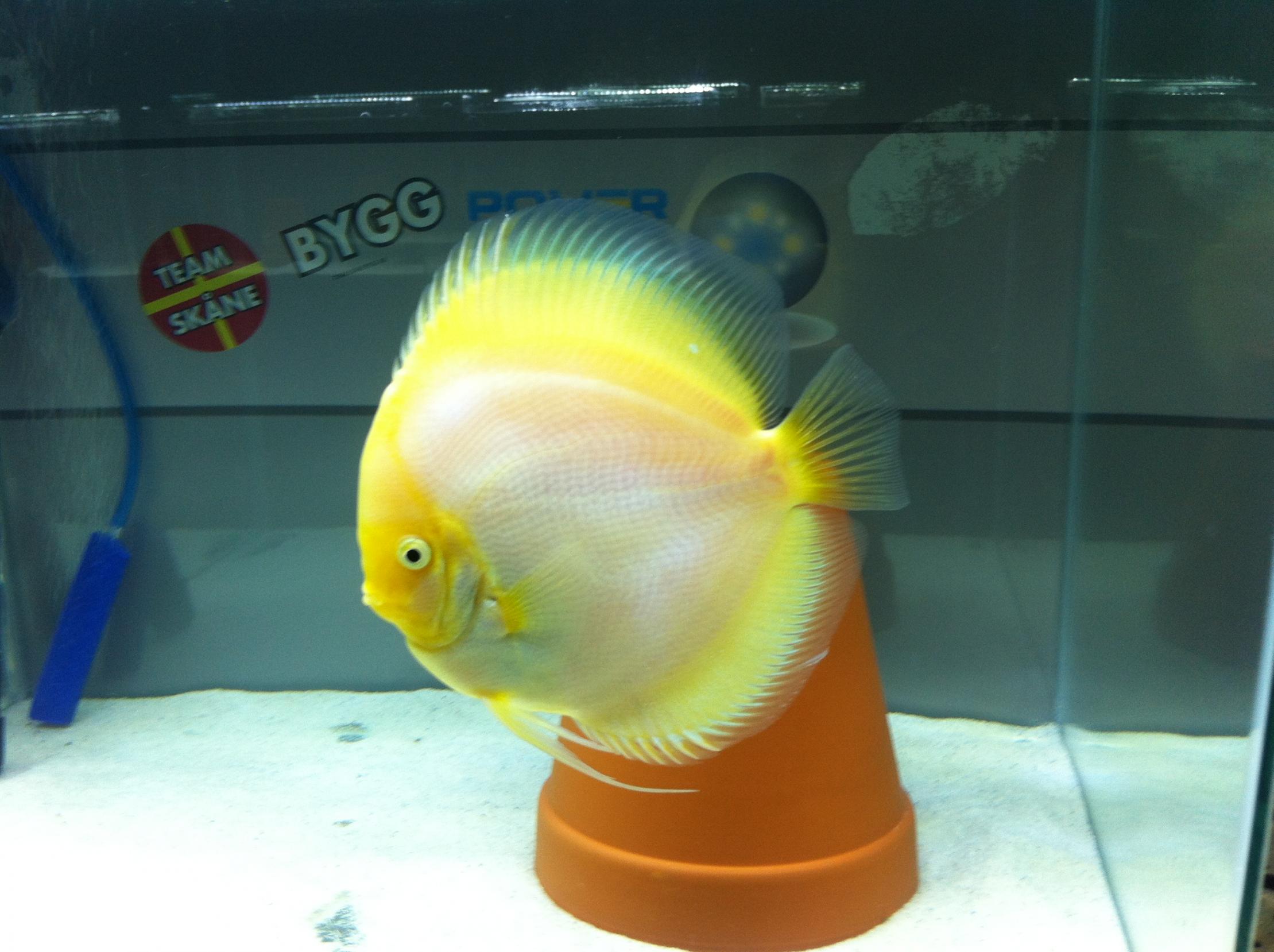 Discus (34).jpg