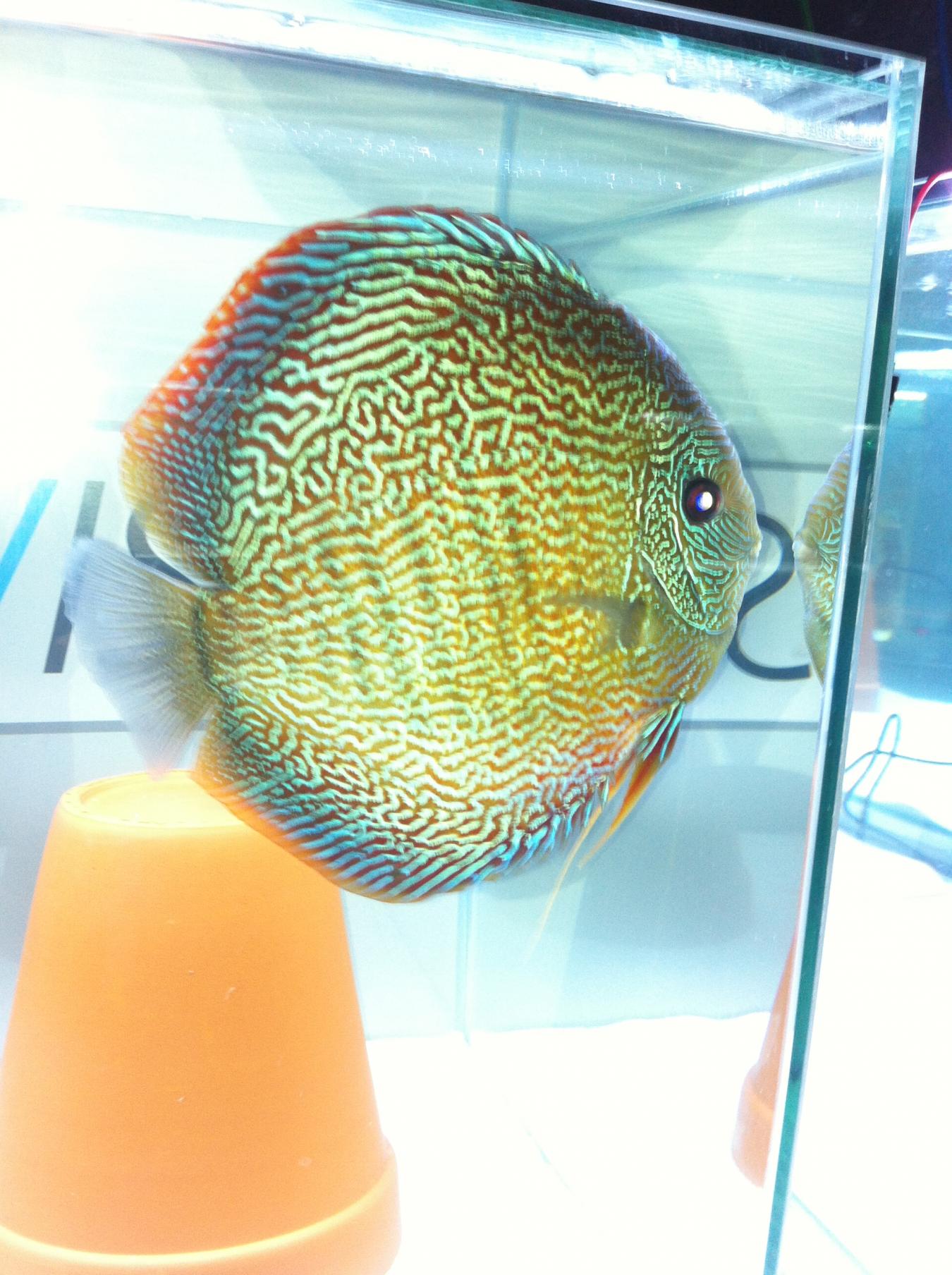 Discus (42).jpg