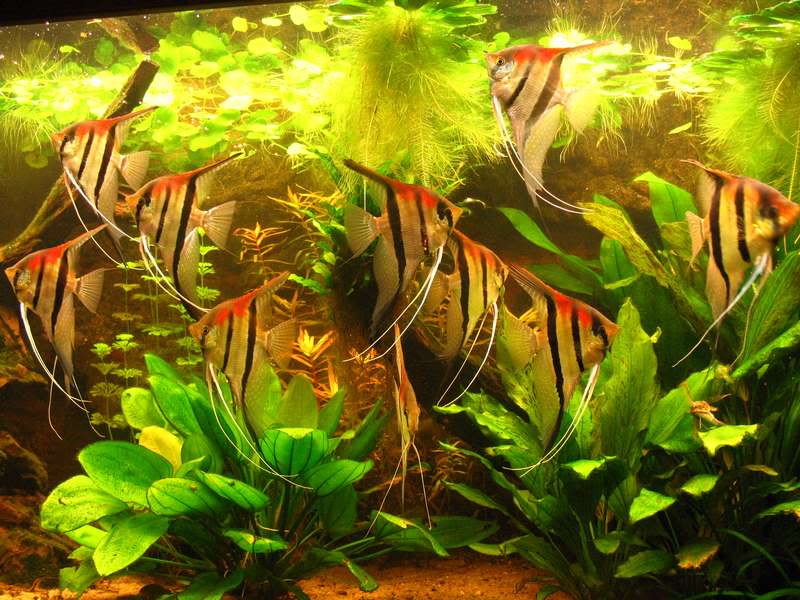 Pterophyllumscalareredback-1-1-1.jpg