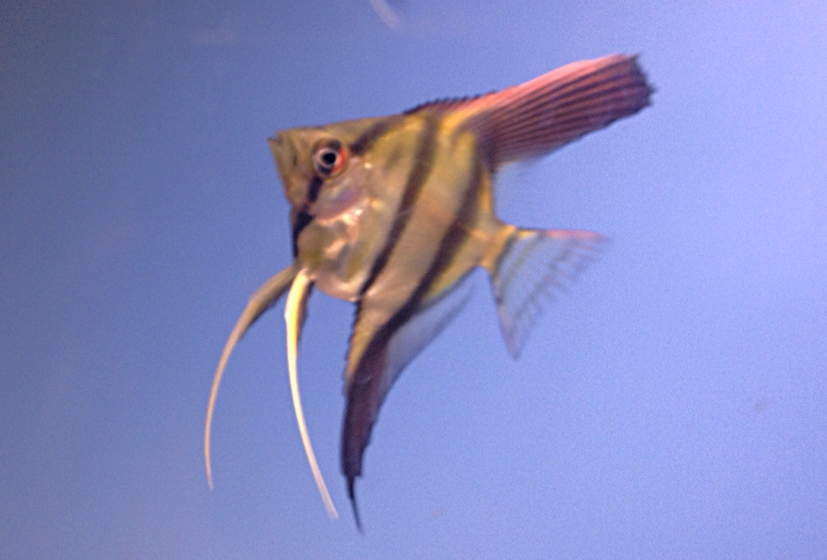 image.jpg
