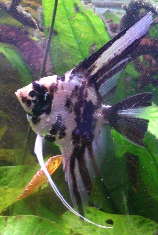P.scalare41.jpg