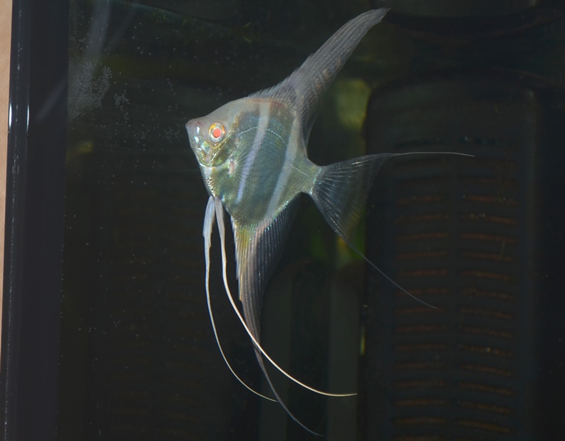 DSC_0530.JPG
