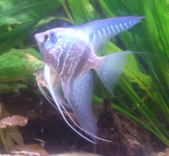 P.scalare66.jpg