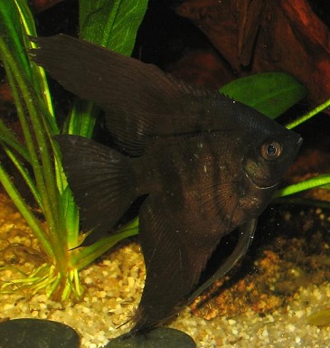 P.scalare10.JPG