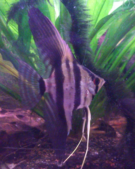 P.scalare44.jpg