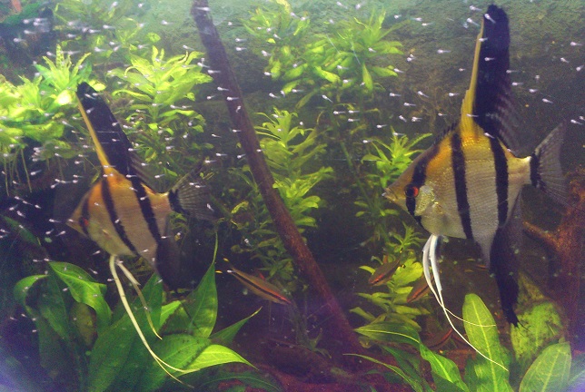 P.scalare62.jpg