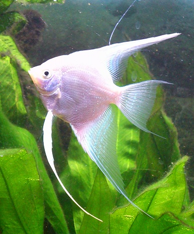 P.scalare52.jpg