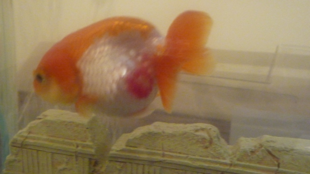 lionhead-goldfish-red.jpg