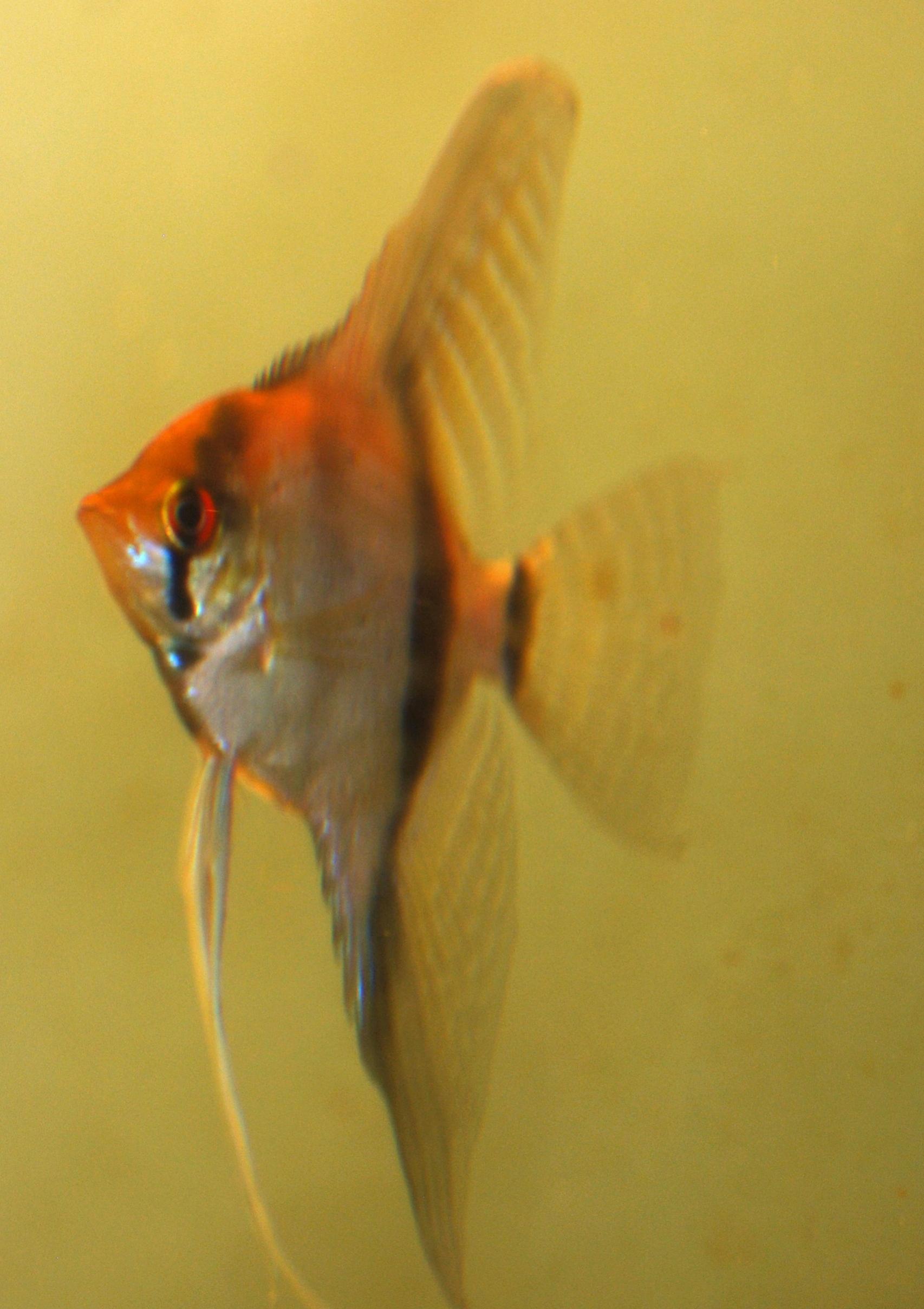 redbackskalar.jpg
