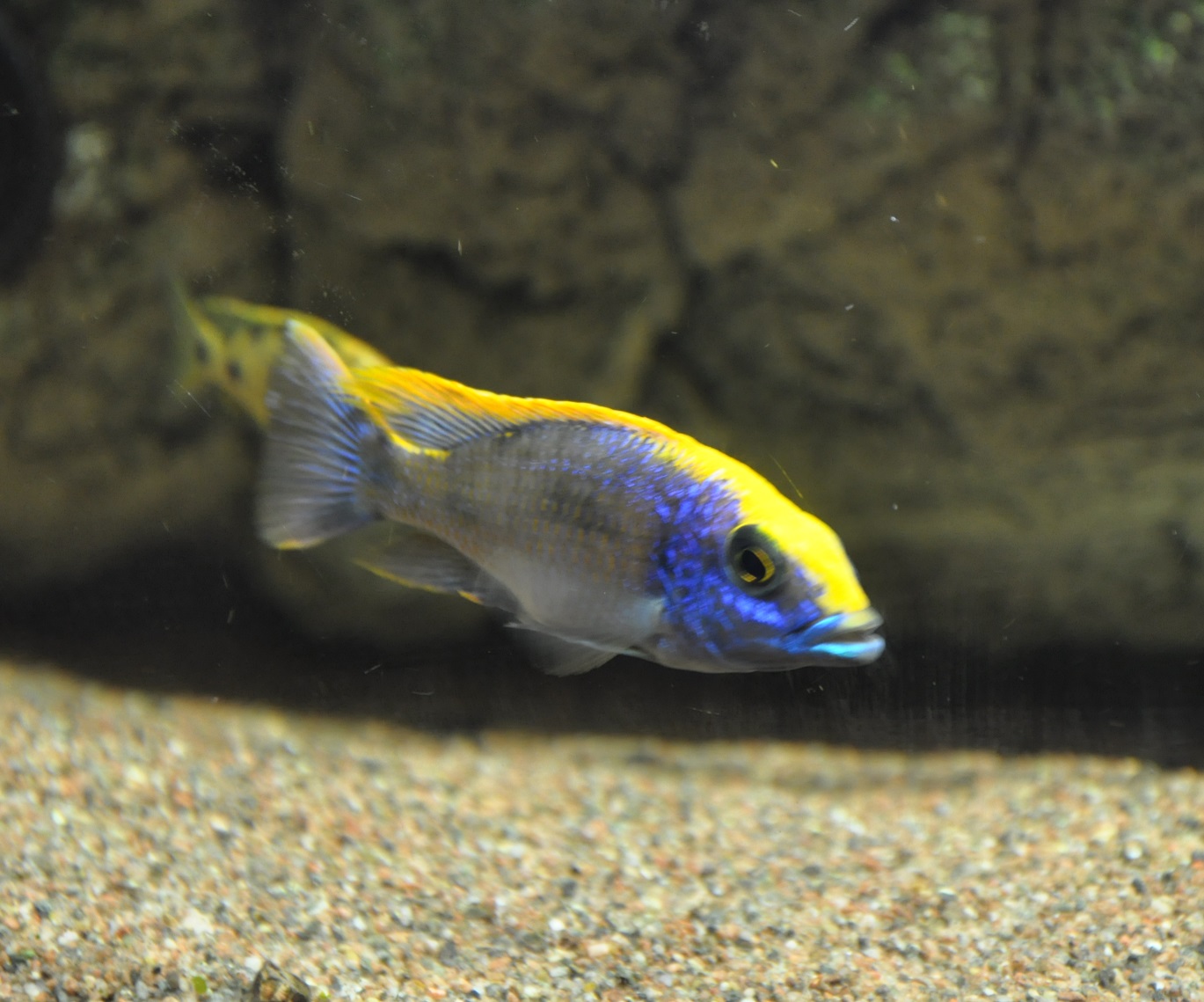 DSC_5201A.jpg