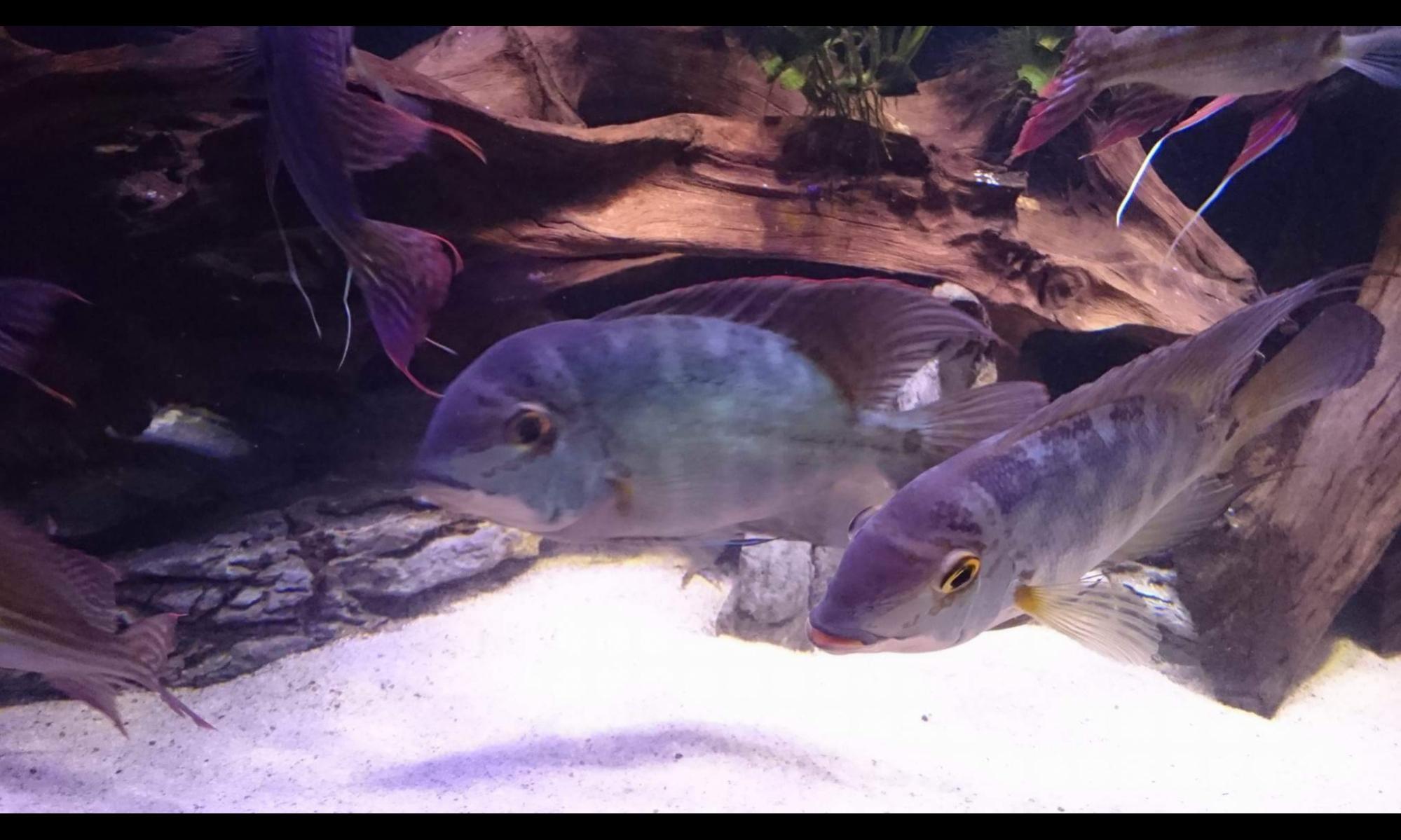 493_5868de6f161a7_2000_1200.jpg