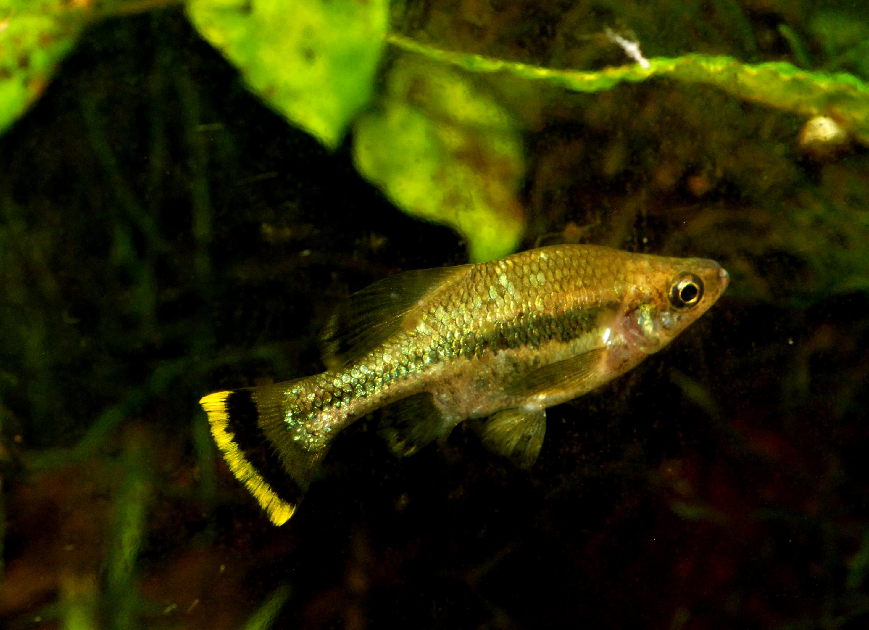 Ameca Splendens.jpg