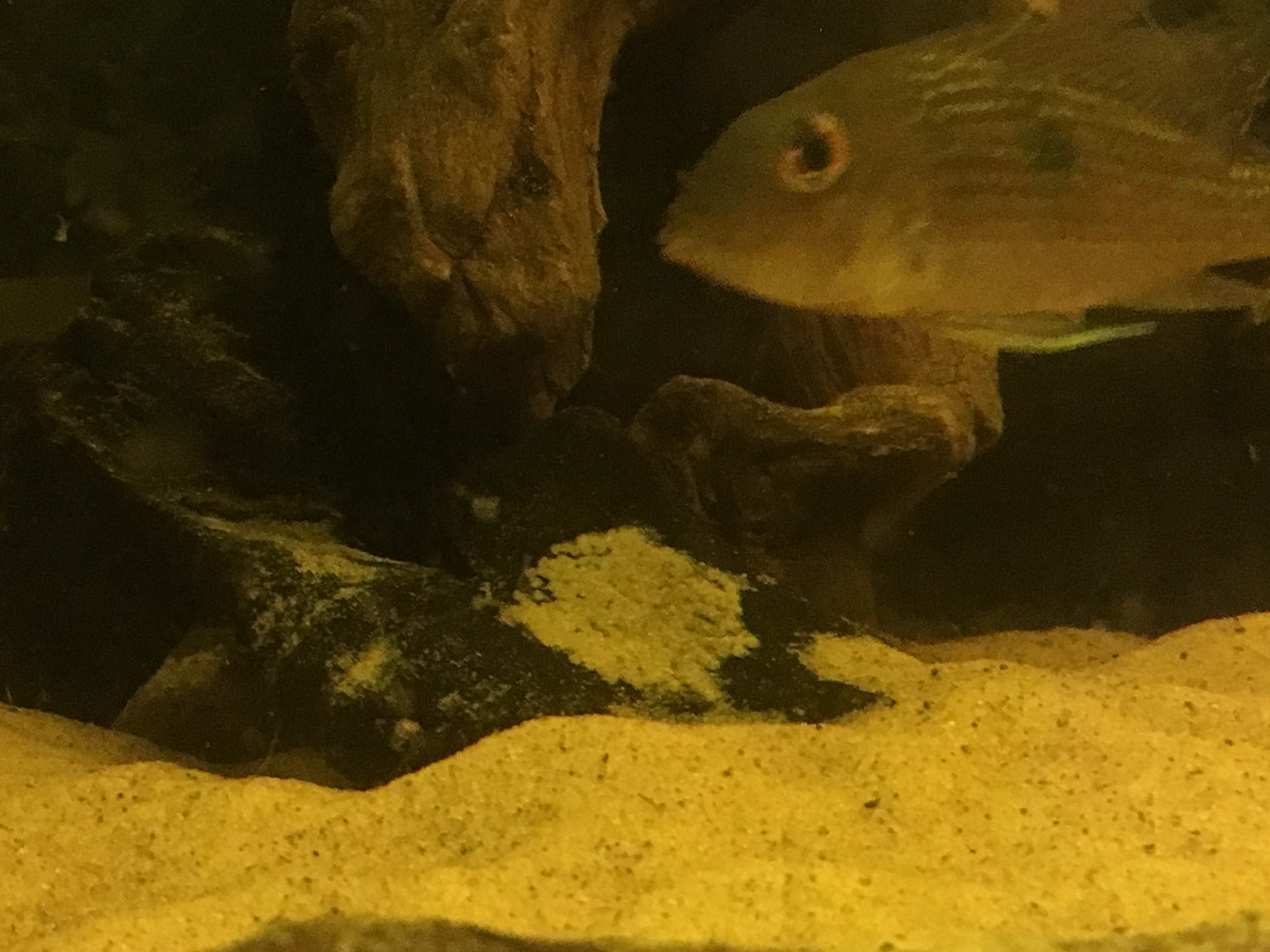 Geophagus Altifrons.JPG