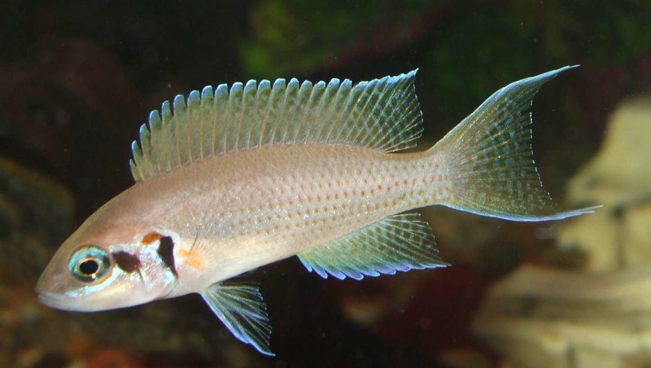 Neolamprologus Brichardi.jpg