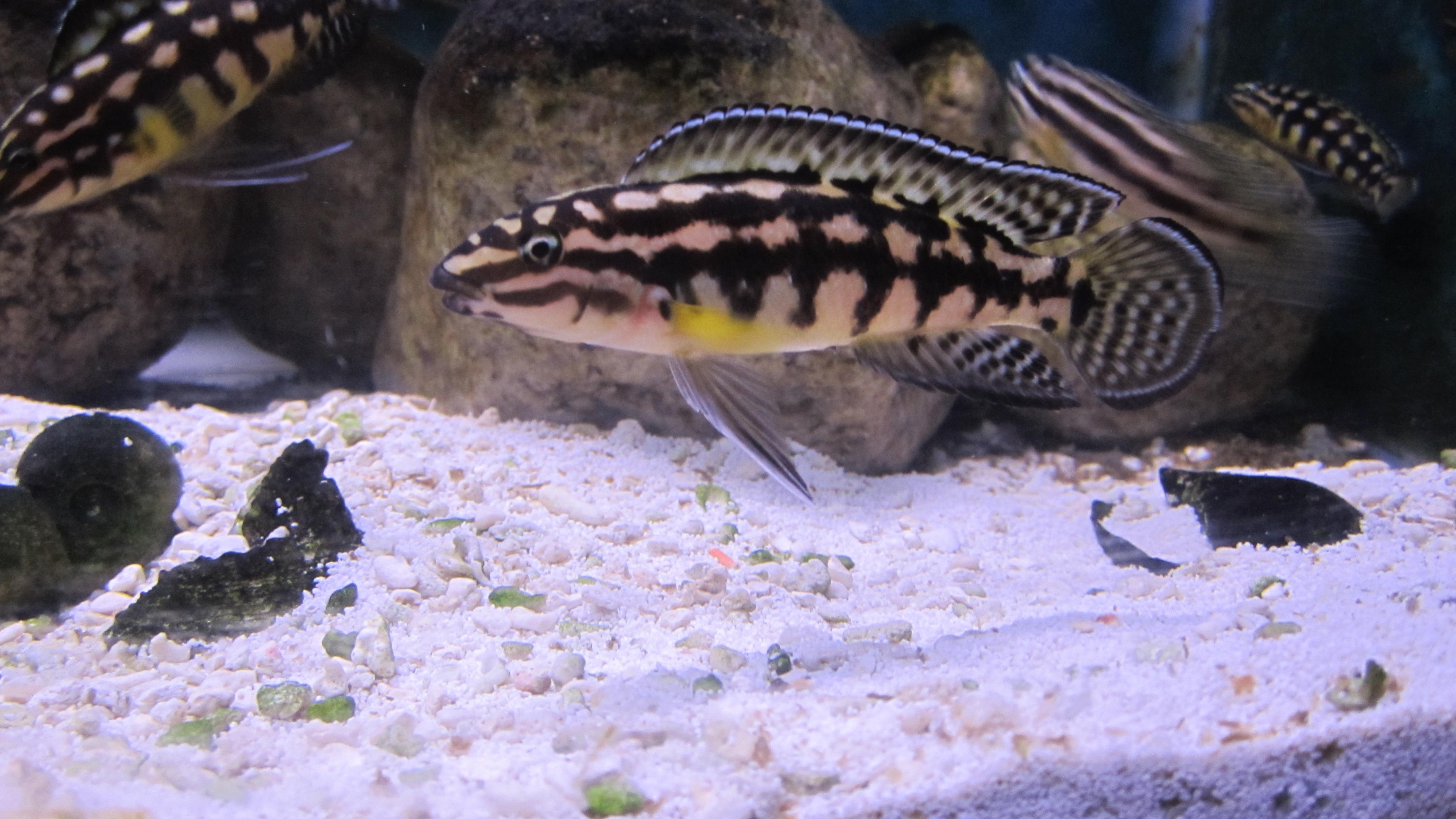 julidochromis marlieri.jpg
