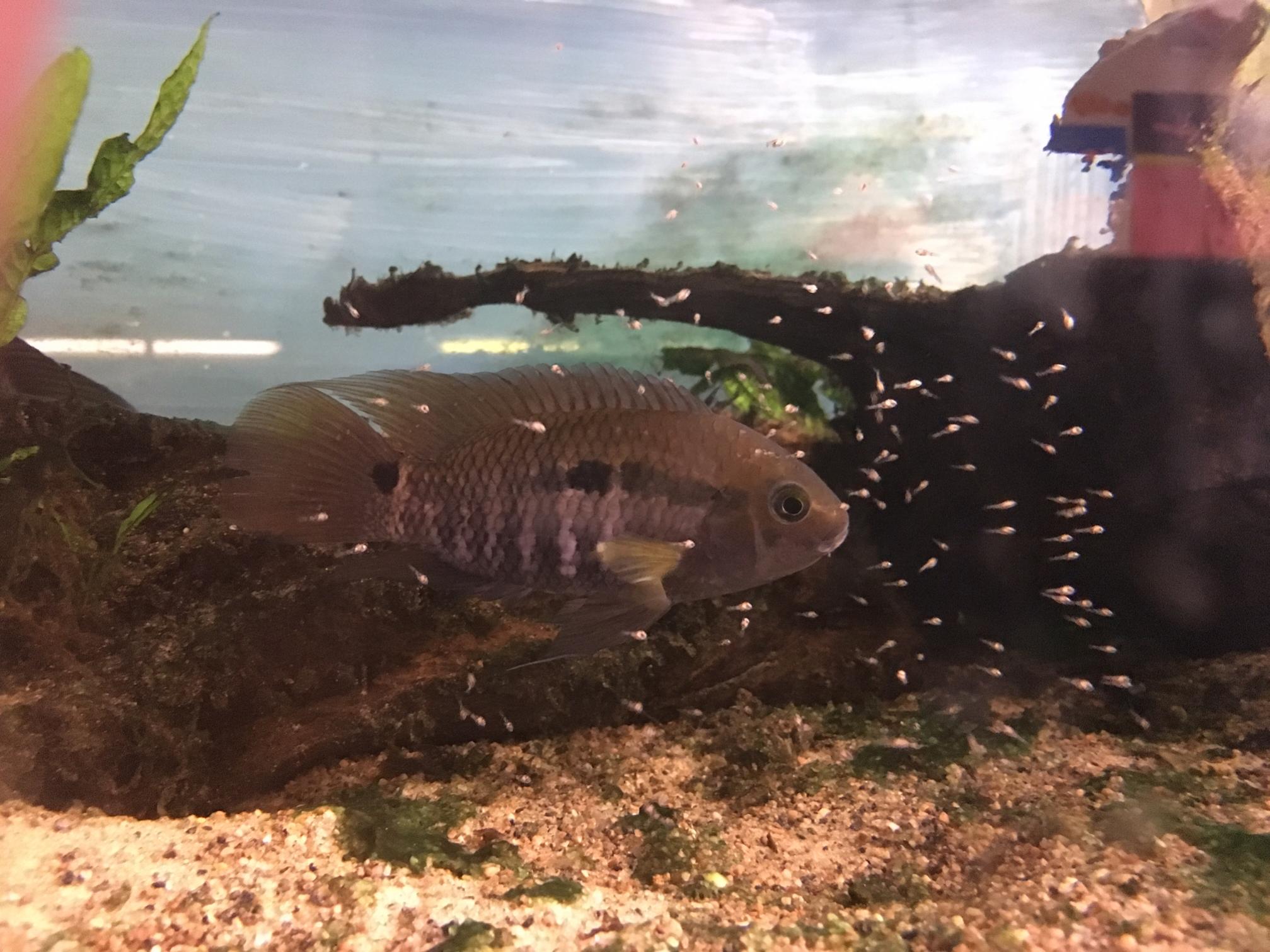 Cichlasoma Zarskei.jpg