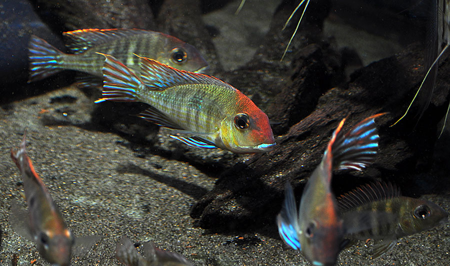 Geophagus orange head tapajos.jpg