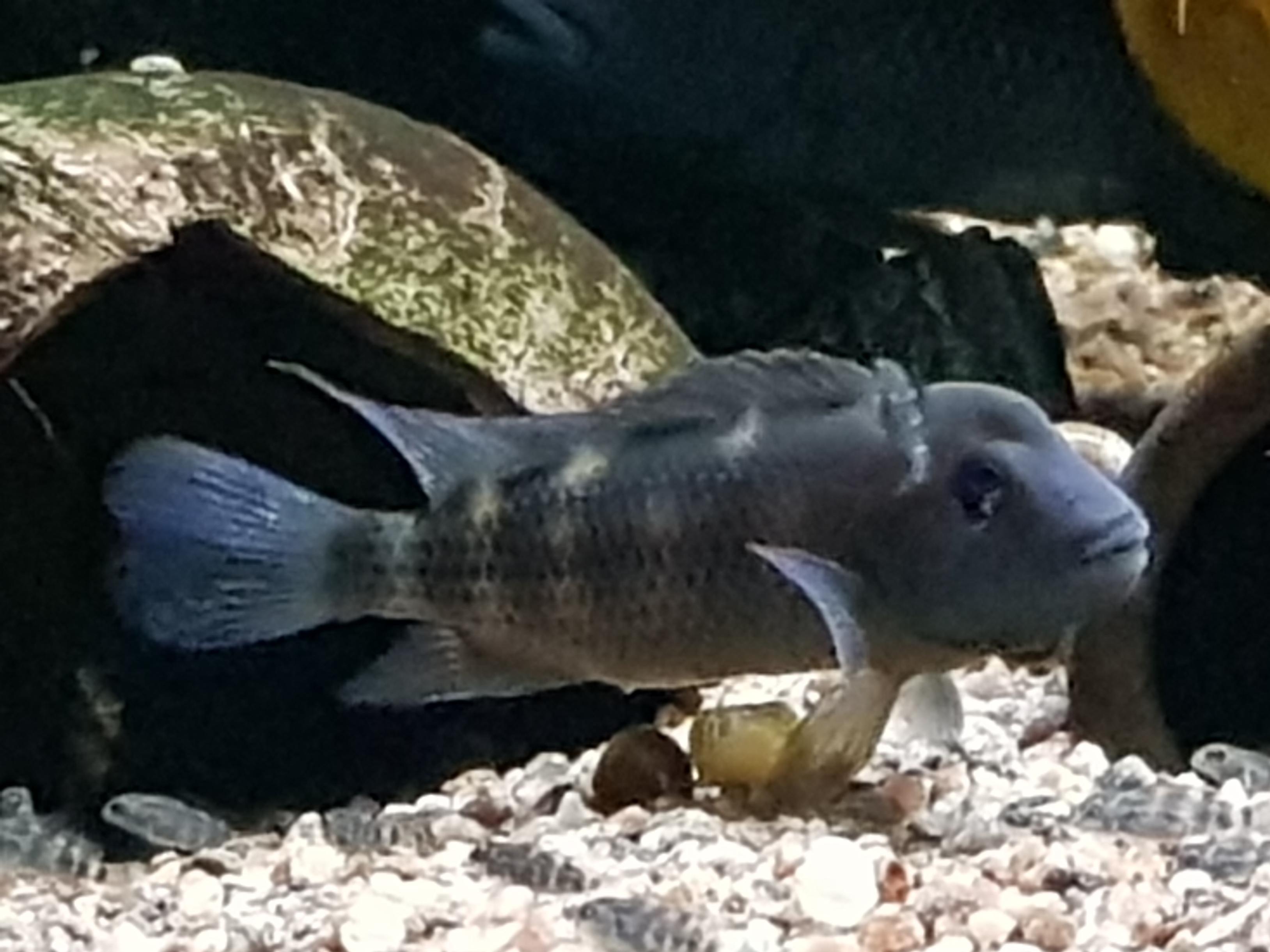 Vuxen Hona
