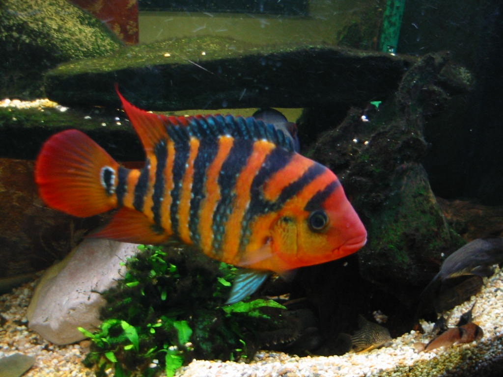 Cichlasoma festae.jpg