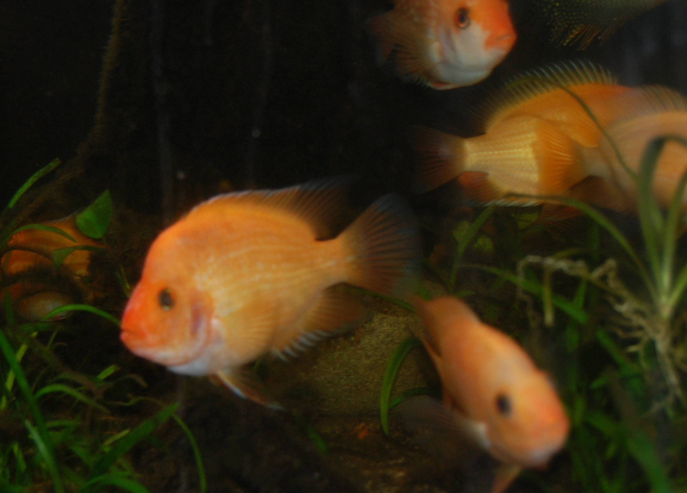 A Citrinellus.jpg