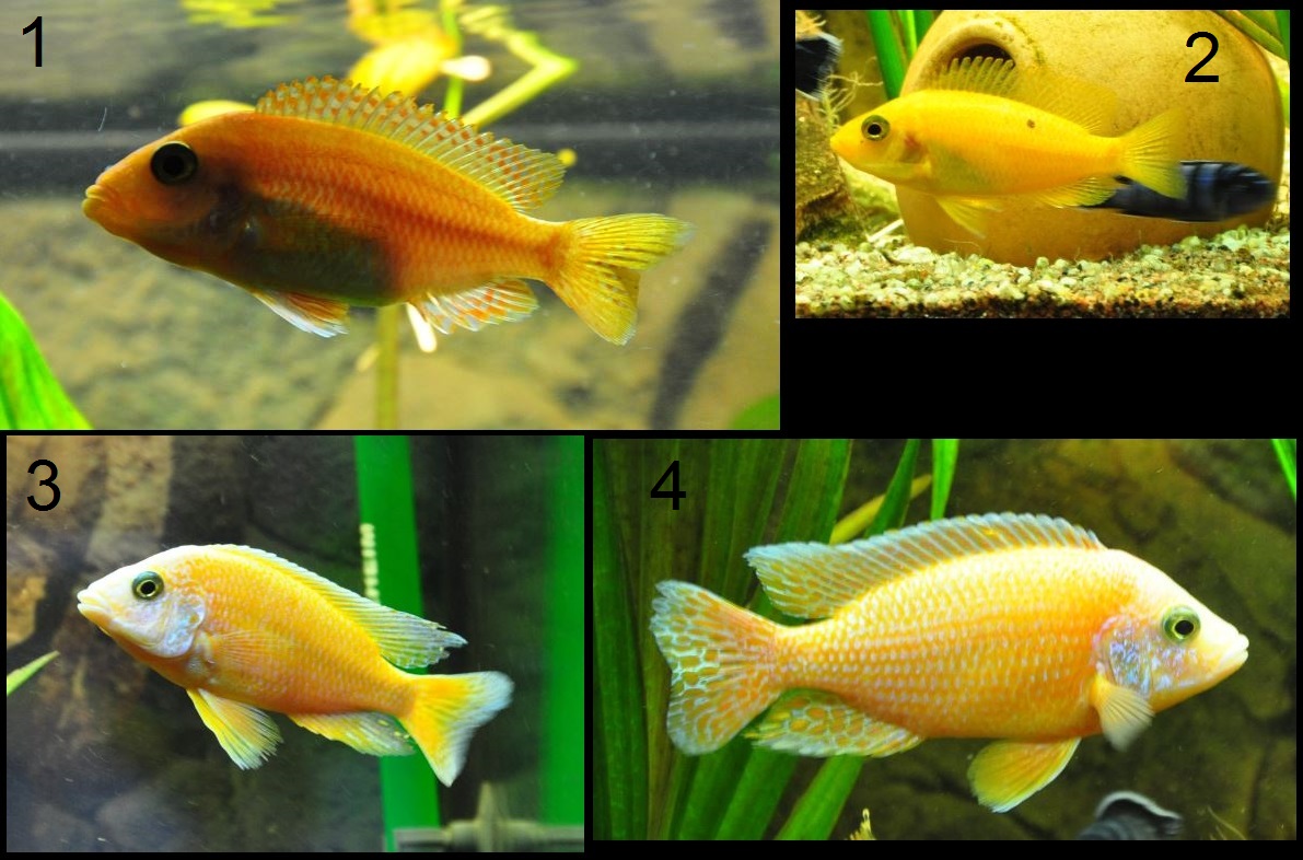 Firefish.jpg