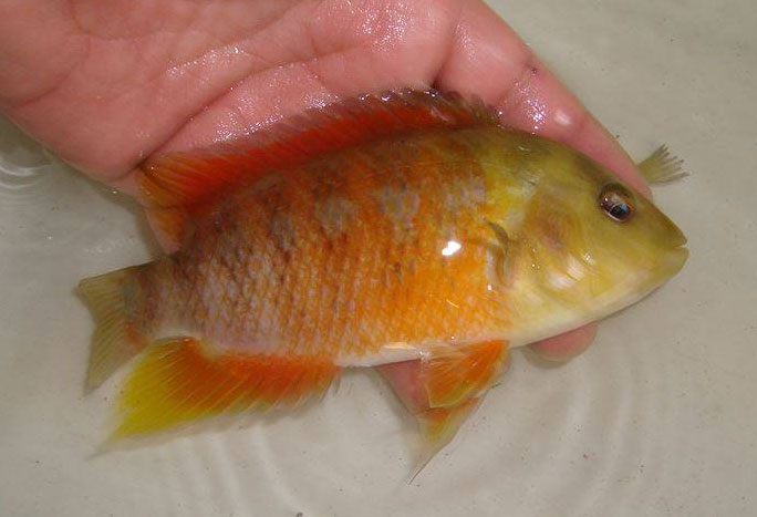 Cichlasoma-atrotmaculata.jpg