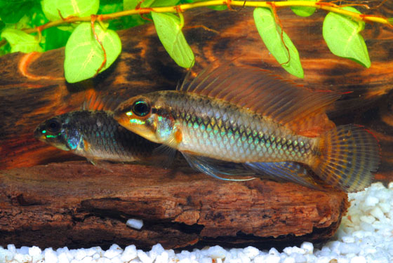 12-1-Brazil-Apistogramma-sp.jpg