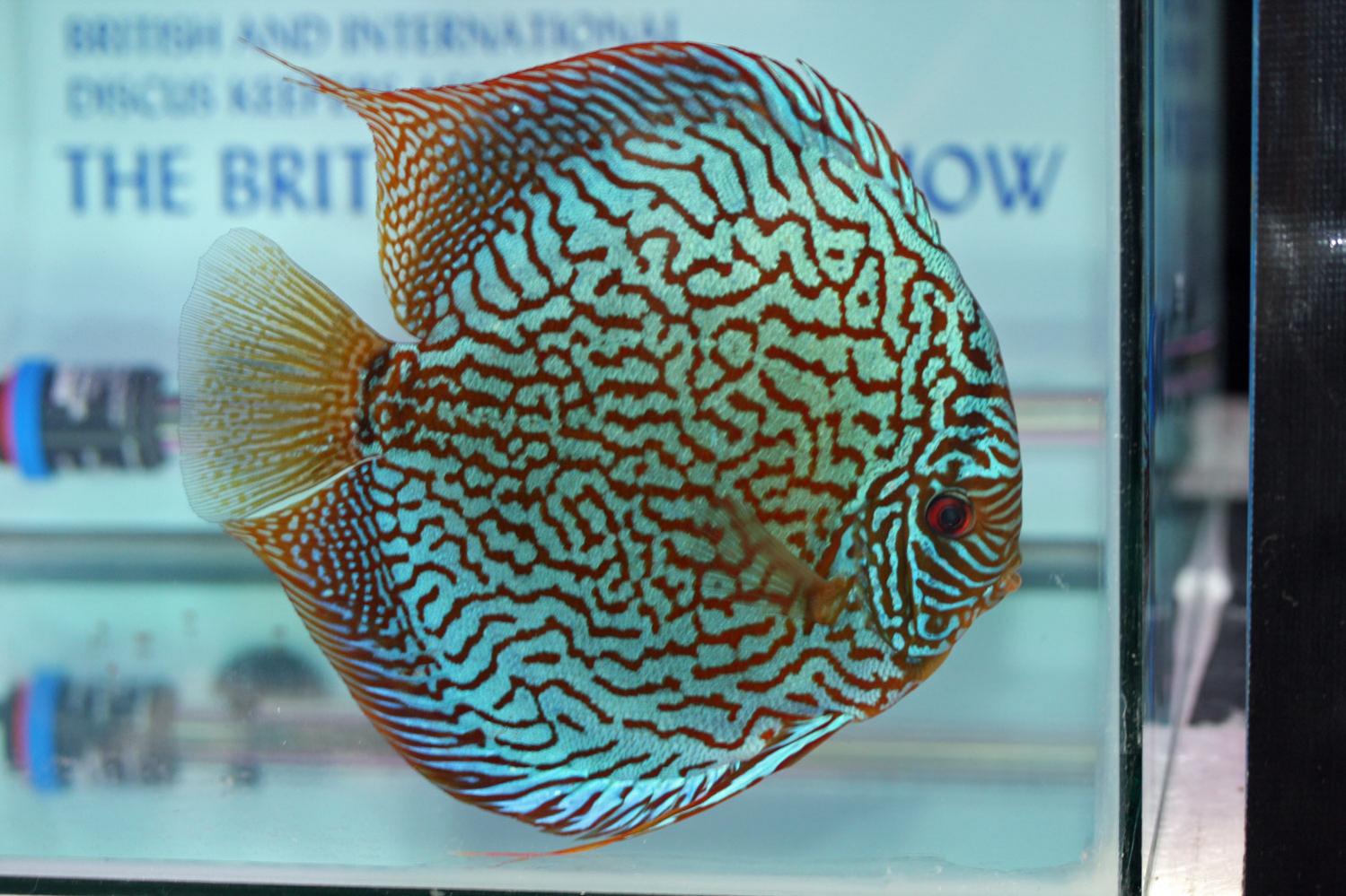 A-great-fish.jpg