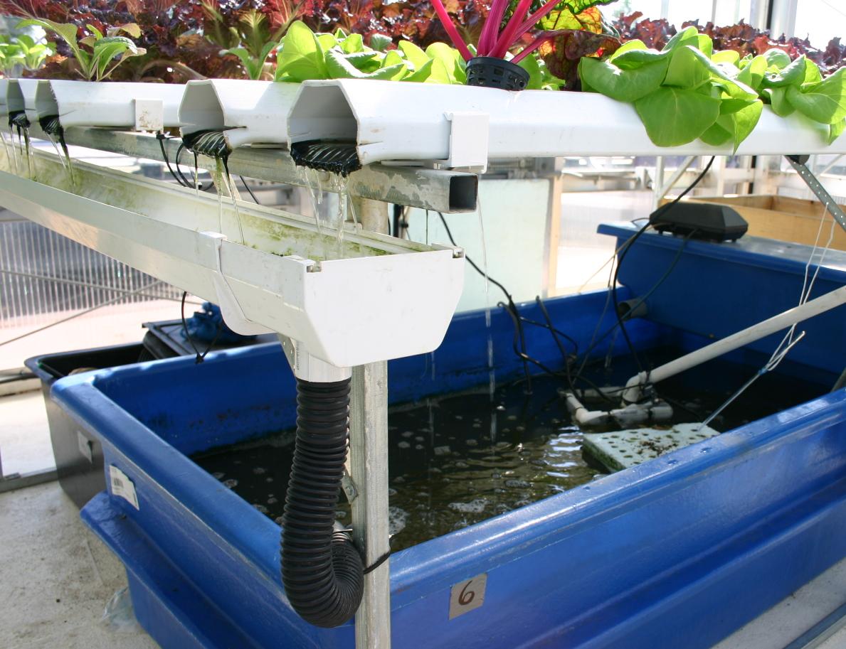 Aquaponics_with_catfish_cropped.jpg