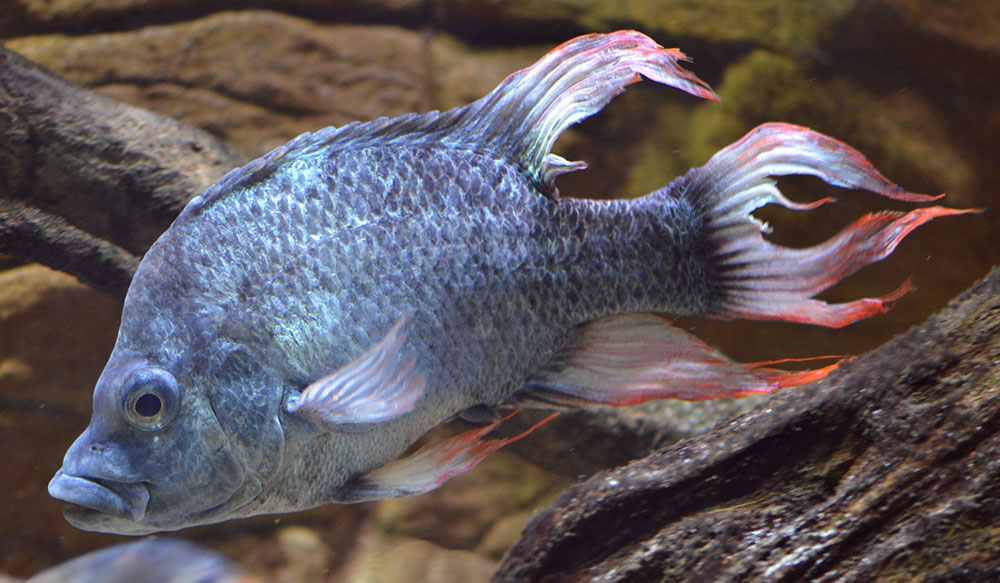 Mangarahara cichlid (Ptychochromis Insolitus) (c) ZSL (1)_downscaled.jpg